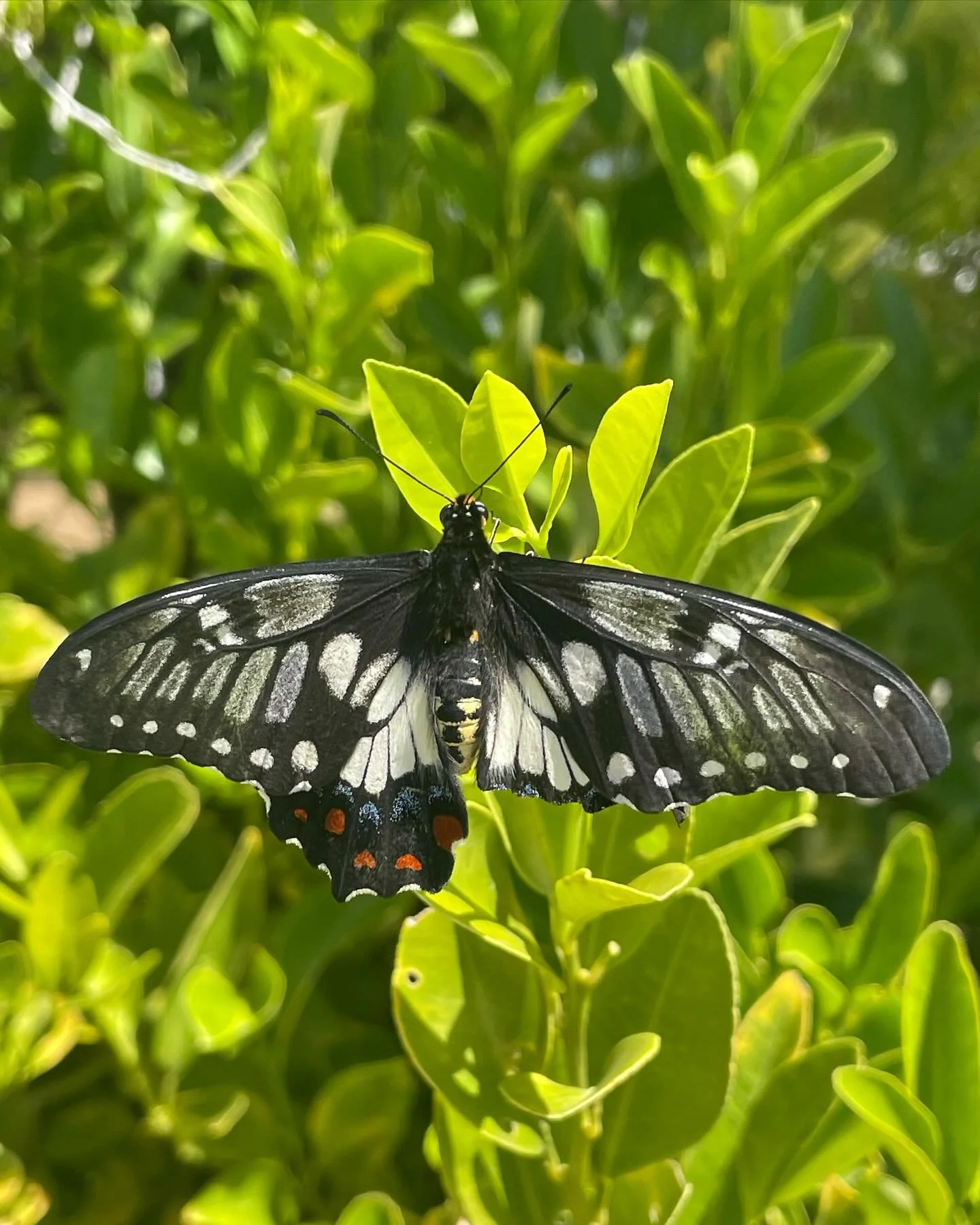 🦋🤍🦋Choose your words to yourself wisely: I am broken &hellip; or I am strong! - Dr Christina 
.
.
.
#dr_christina #butterfly #broken #strong #wings #choice #naturelovers_flower #insect #insectphotography #beautiful #instagood #naturephoto #flowers