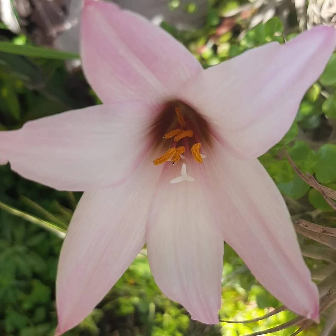 🌿💗🌿Sometimes beautiful things just happen&hellip; you just need to see them! - Dr Christina 
.
.
.
#dr_christina #pink #lilies #flower #plants #flowerphoto #photography #photooftheday #plantlover #heart_and_nature #growinghearts #because #beyourse