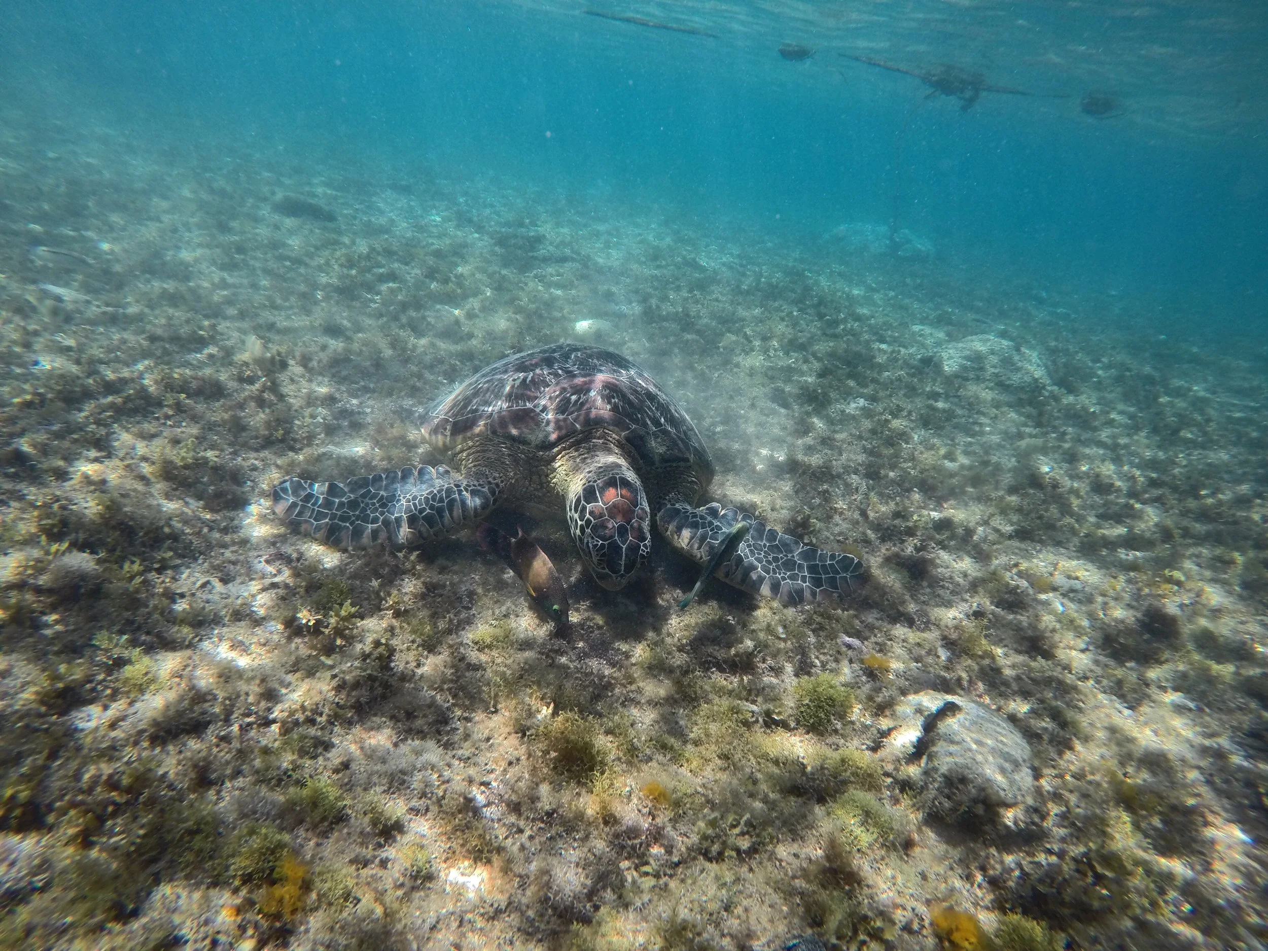 turtle eating sea grass in apo island, philippines