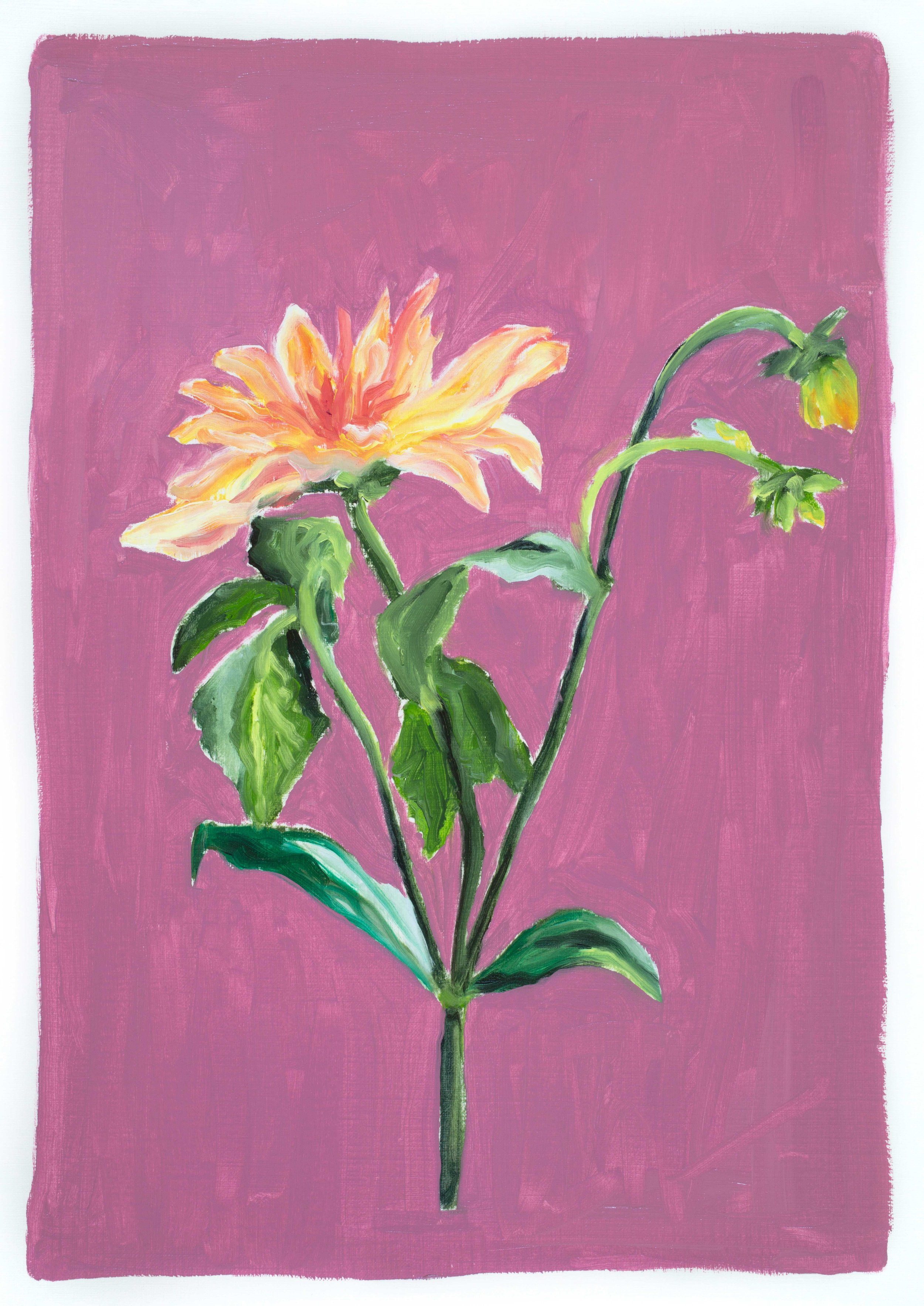 Dahlia. Oil on Paper, 2024