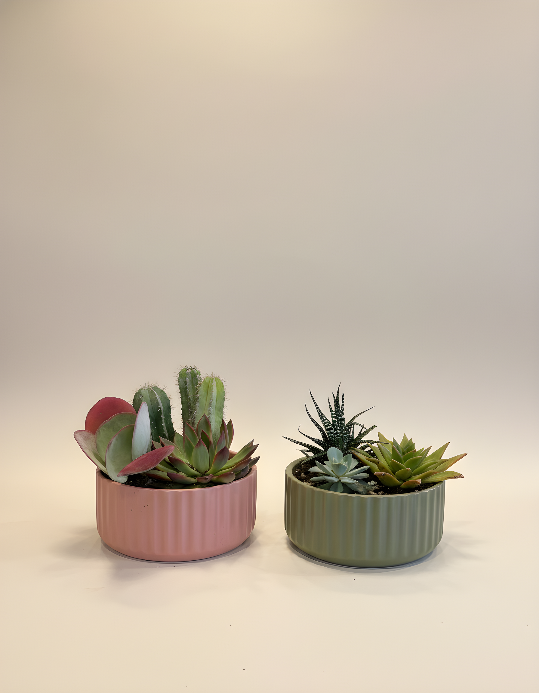 Succulent Dish