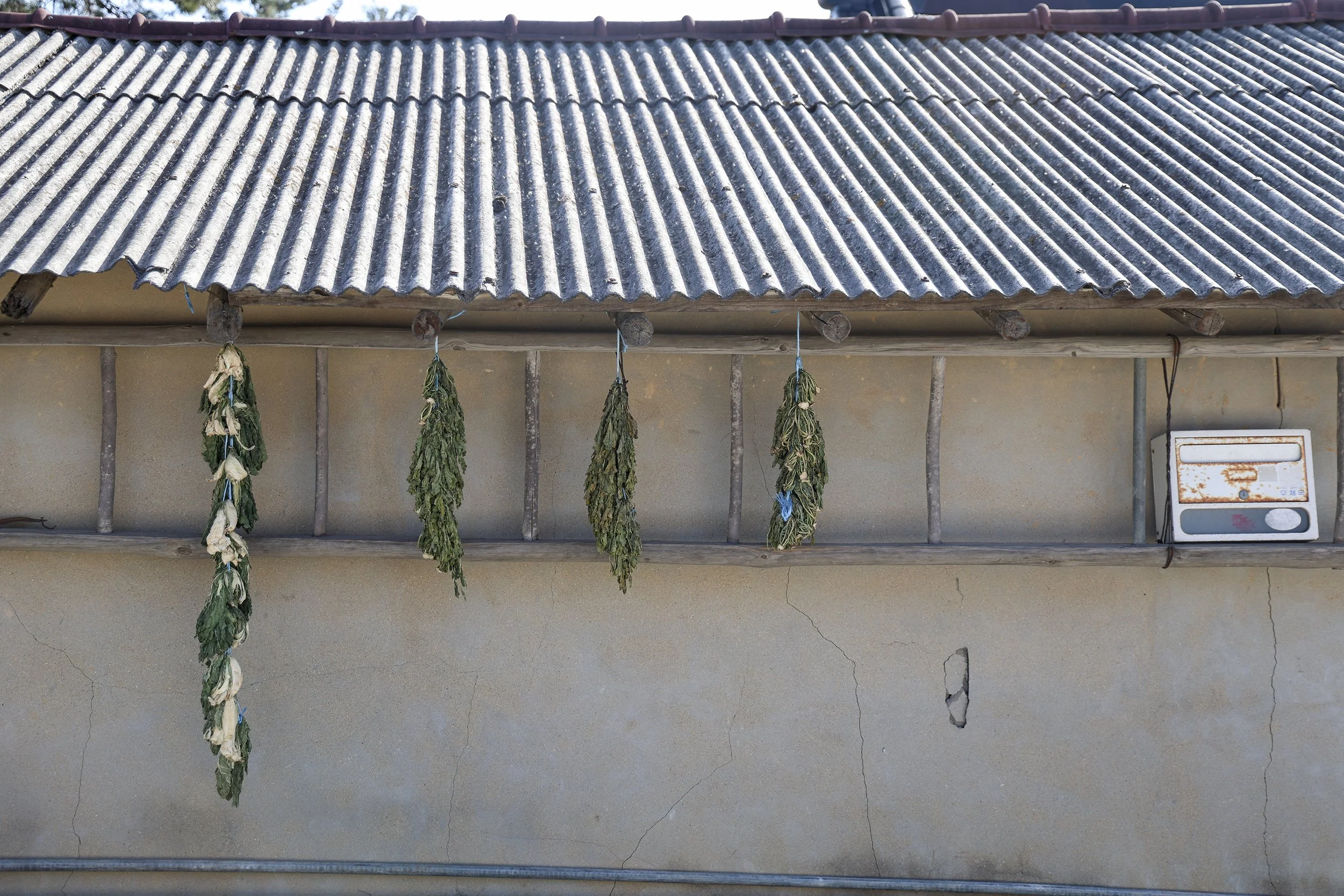 Yang Yang 2024 05.jpg