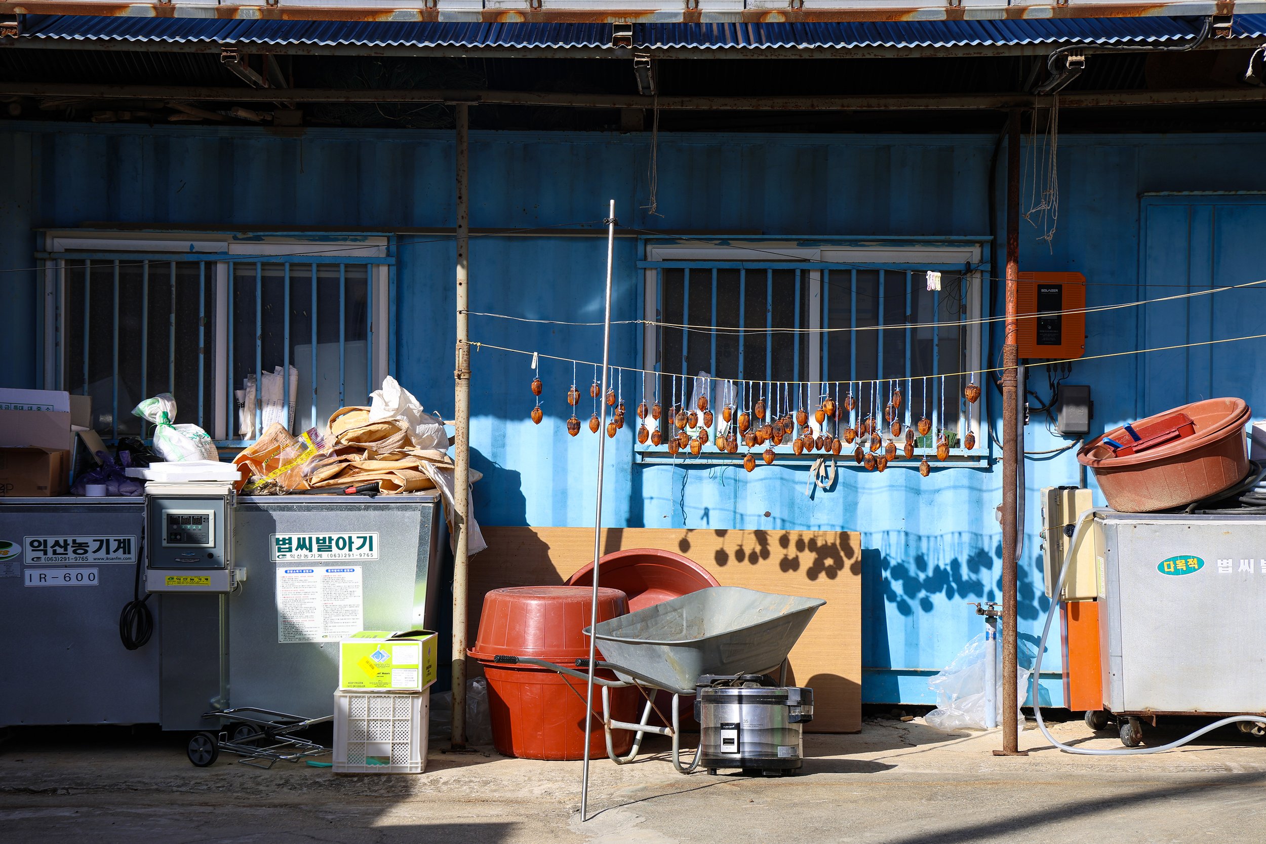 Yang Yang 2024 06.jpg