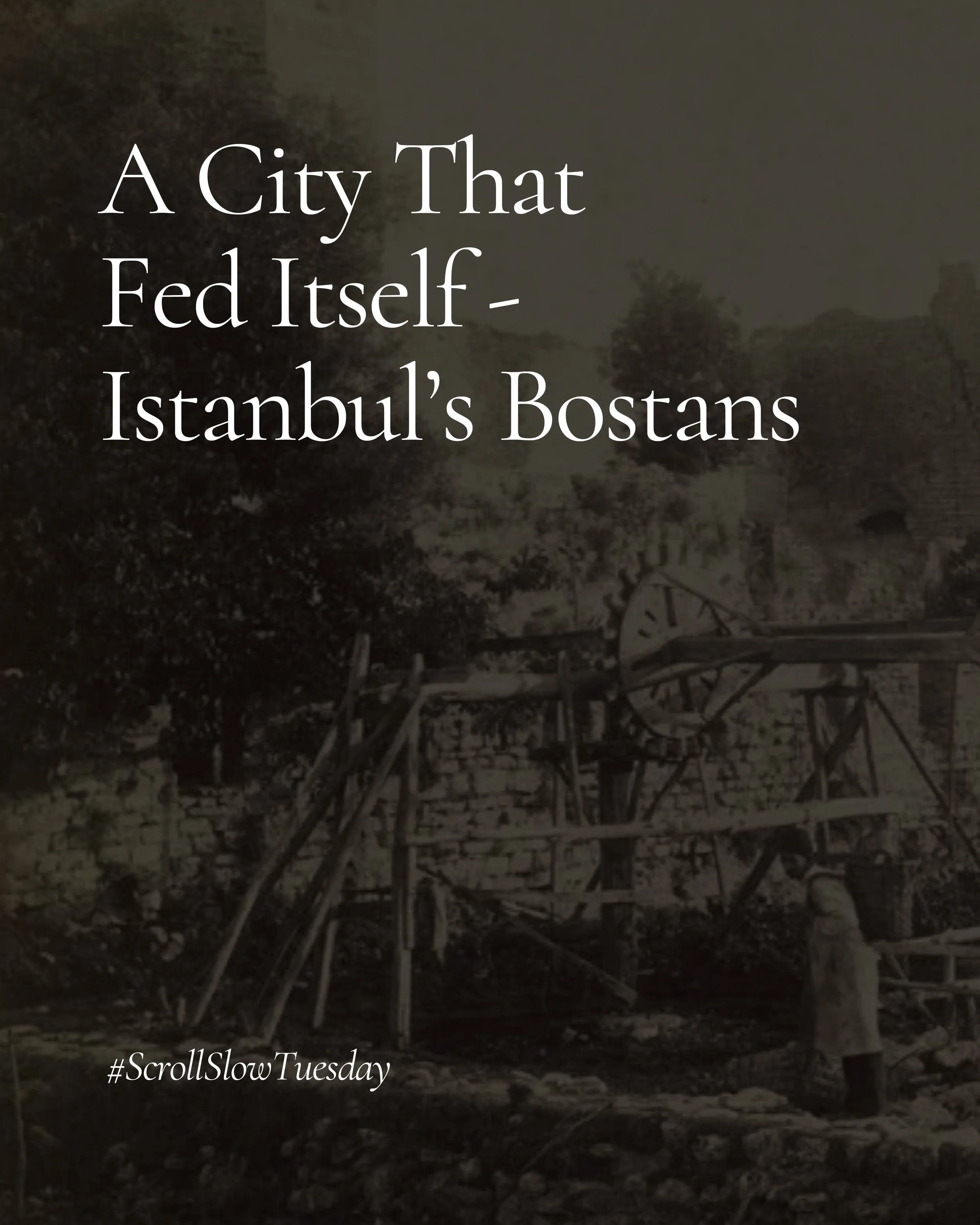 A City That Fed Itself - Istanbul’s Bostans