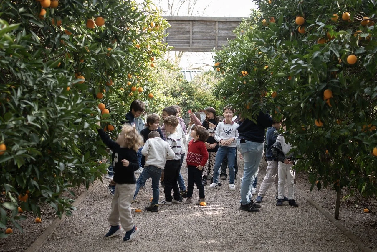 Niños de excursión cogiendo naranjas