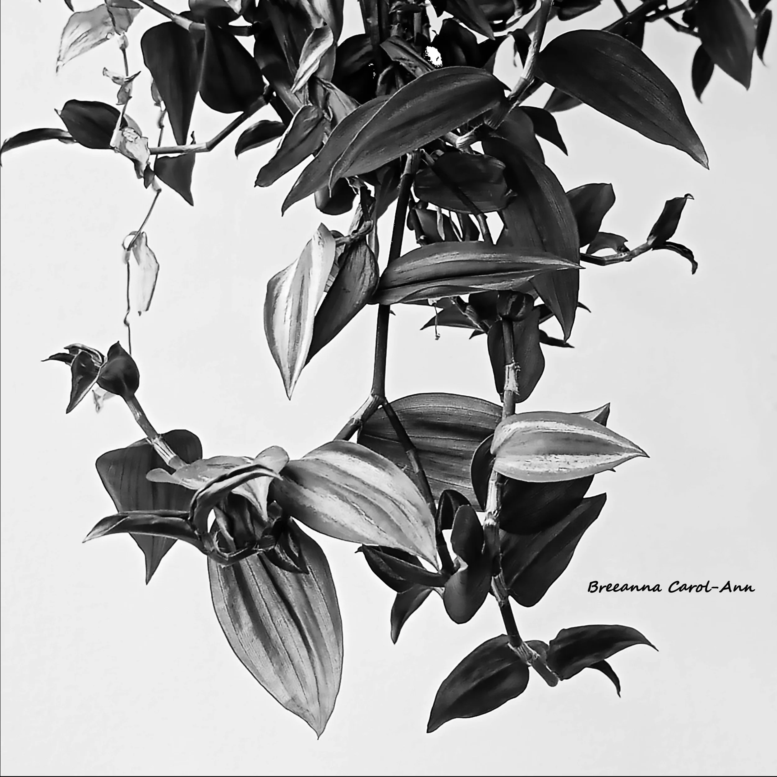 Untitled-1Artboard 11.jpg