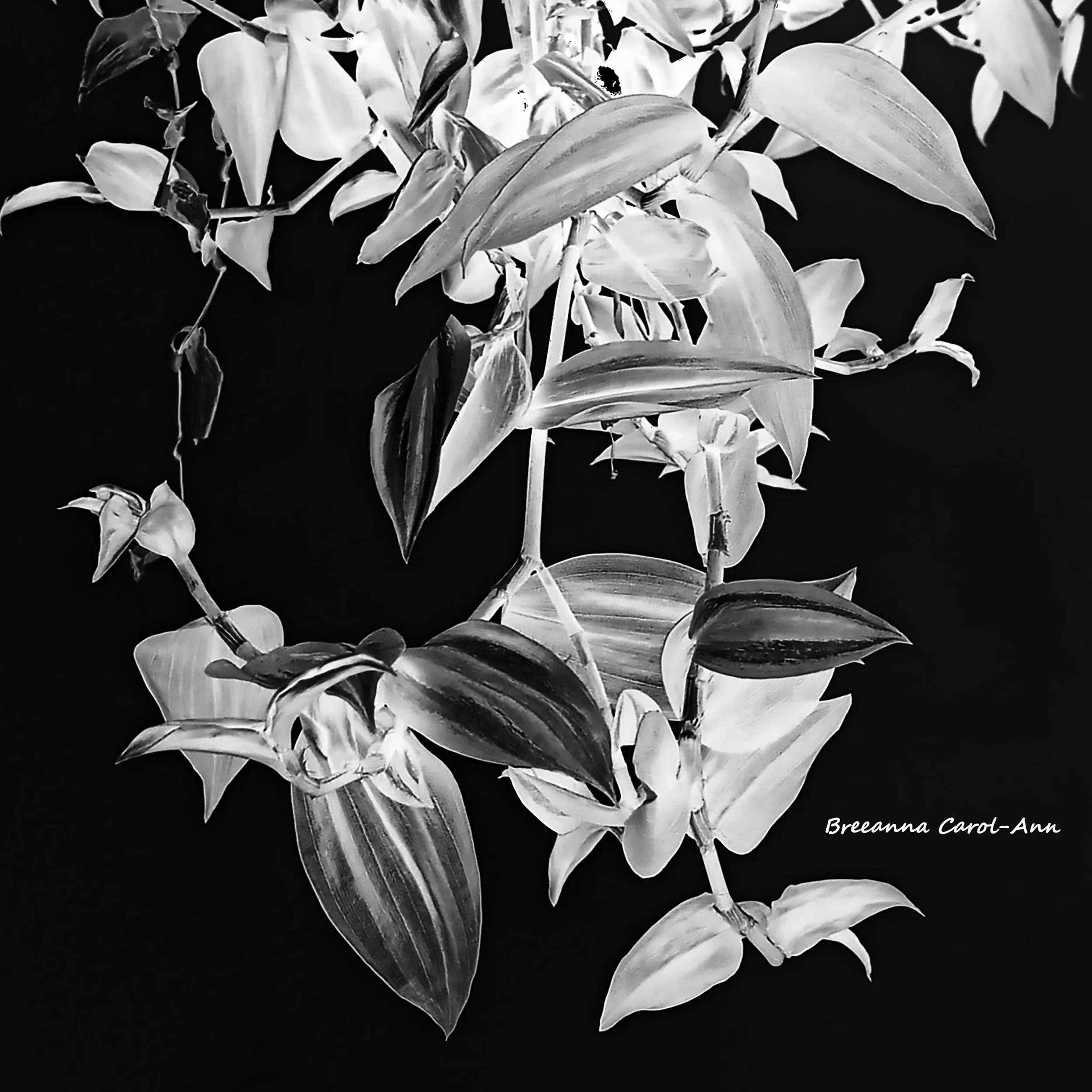B&W Hanging Flower_12x12.jpg