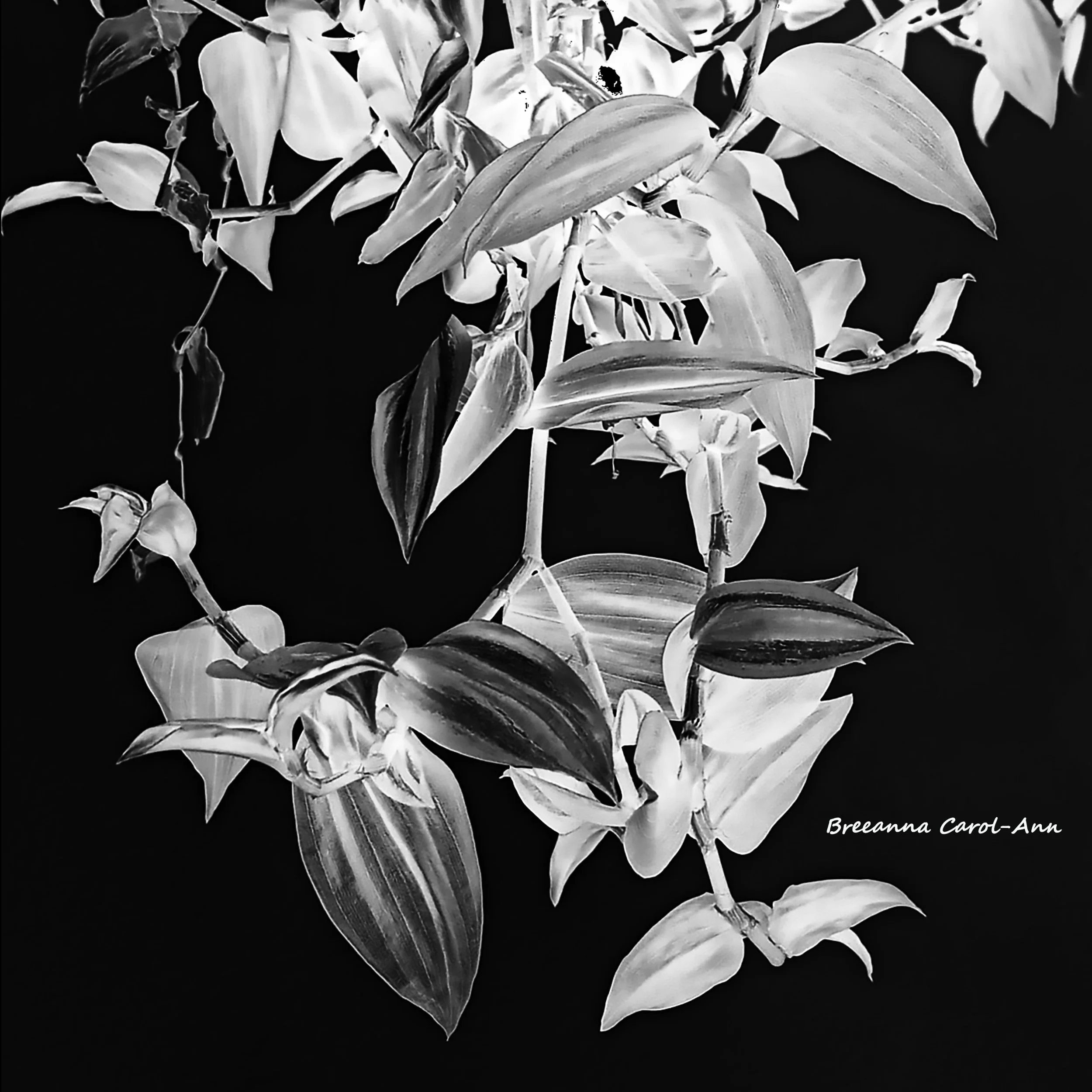 Untitled-2Artboard 2.jpg