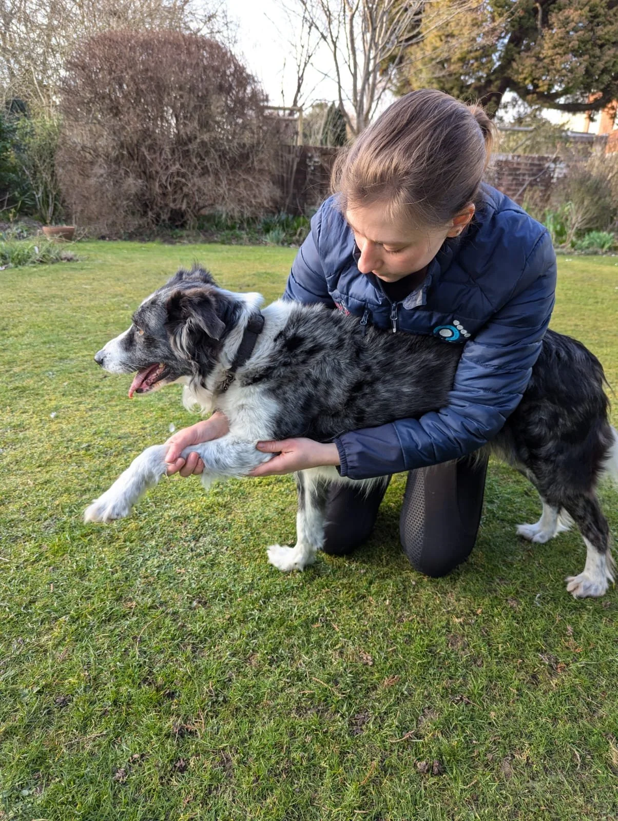Physiotherapy assessing a dog's front limb
