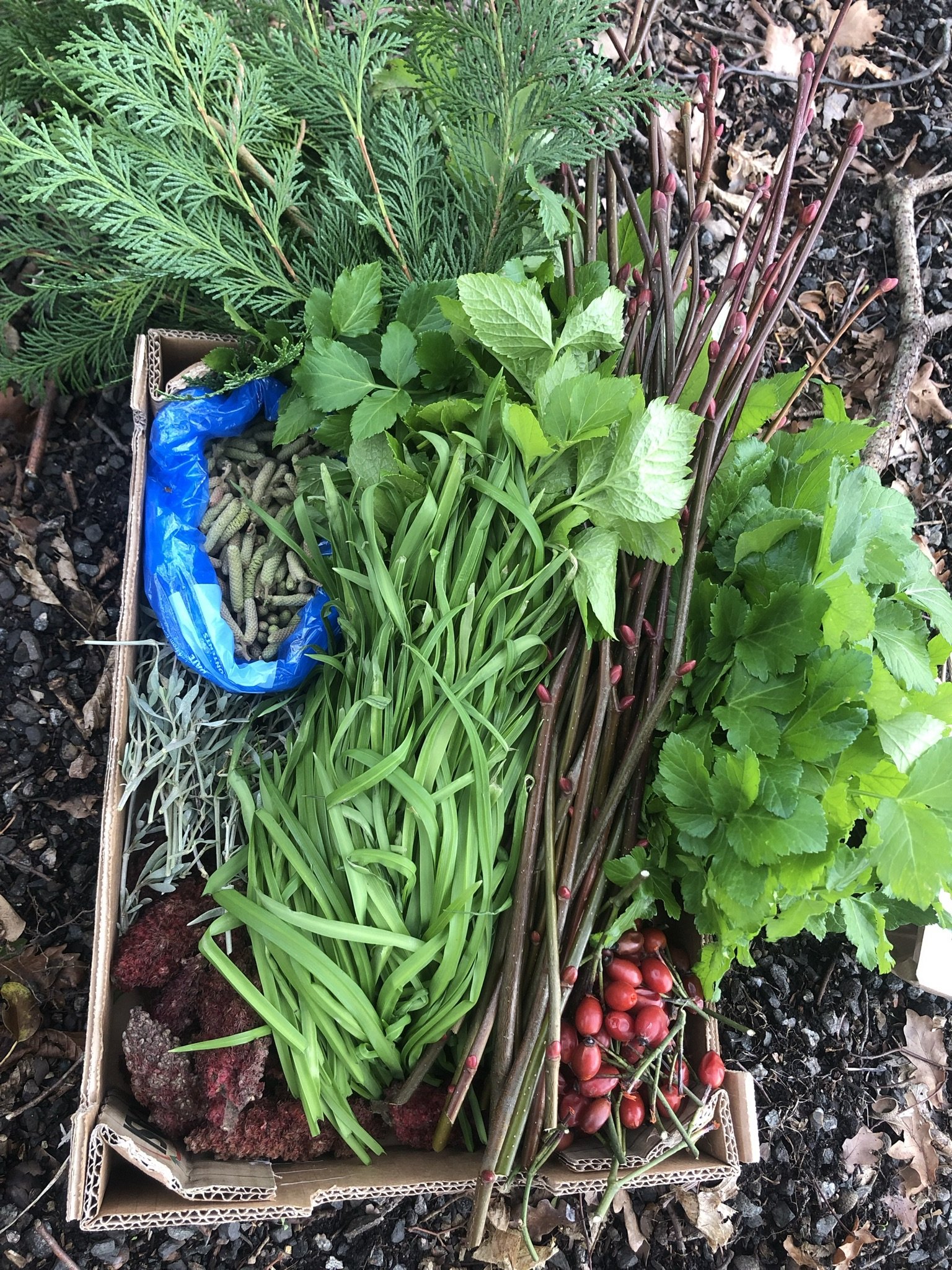 How To Find a Forager | Discover local foraging — Collaborate ...