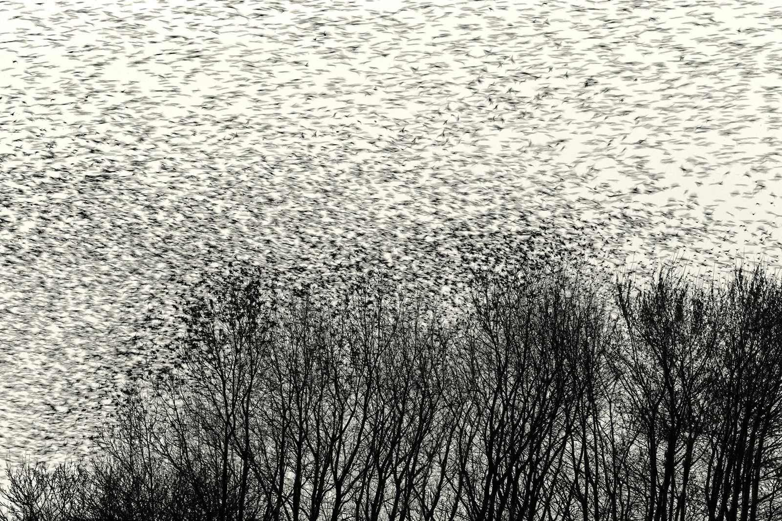 1BLACK_SUN_72018-03-26-07-56-03_large.jpeg