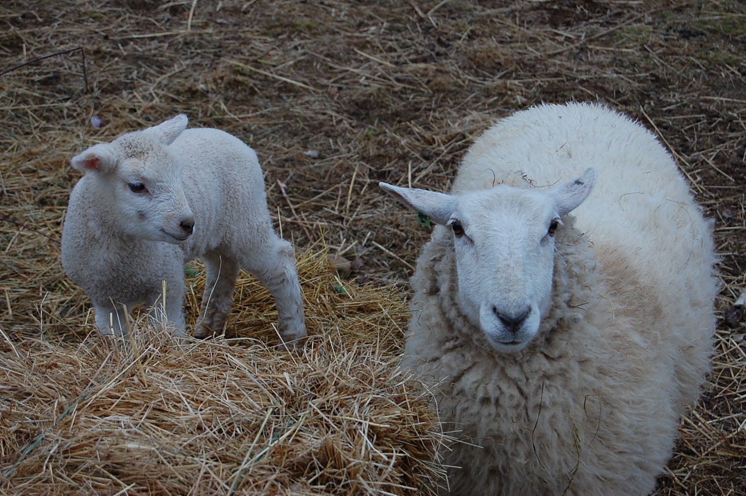 Lambing is always a special time at Little Foot Yurts!