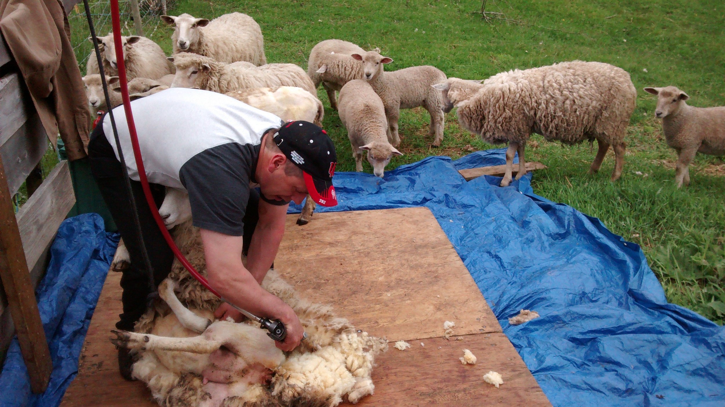 Onlookers await their turn to be sheared.
