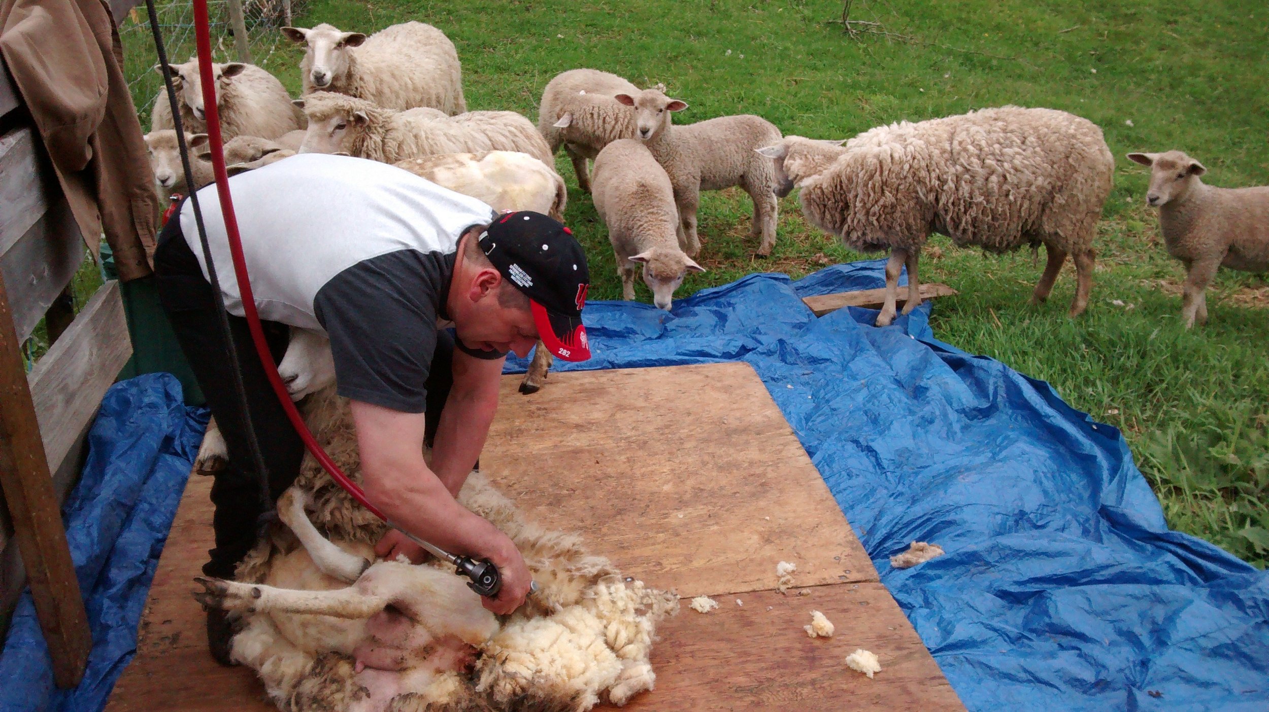 Onlookers await their turn to be sheared. 