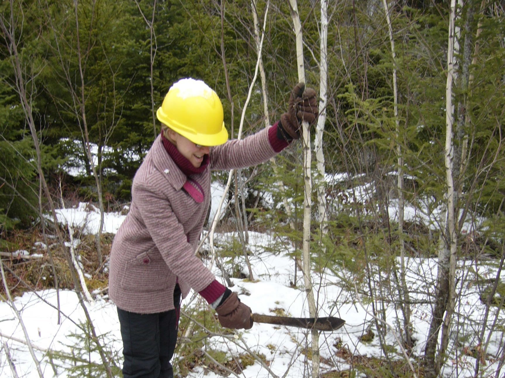 Using a billhook, the ancient tool of the coppice worker. 