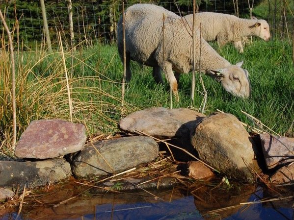 We have a natural spring in our pasture which gives our sheep water in most months.