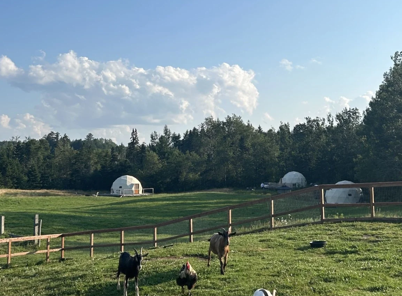 accomidation-domes-goats.png
