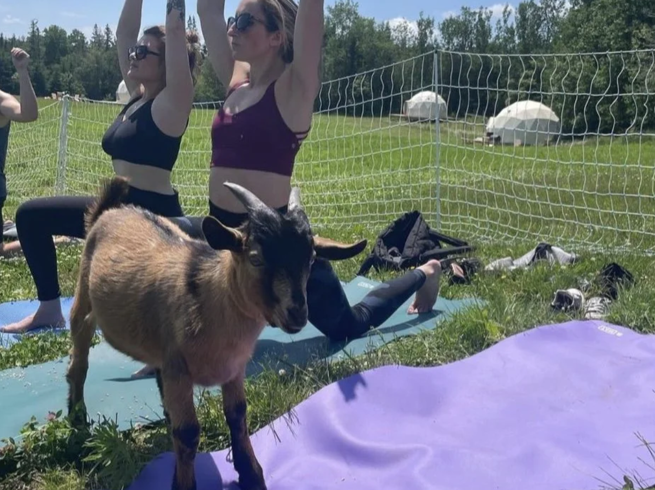 goat-yoga-wild-haven-farm.png