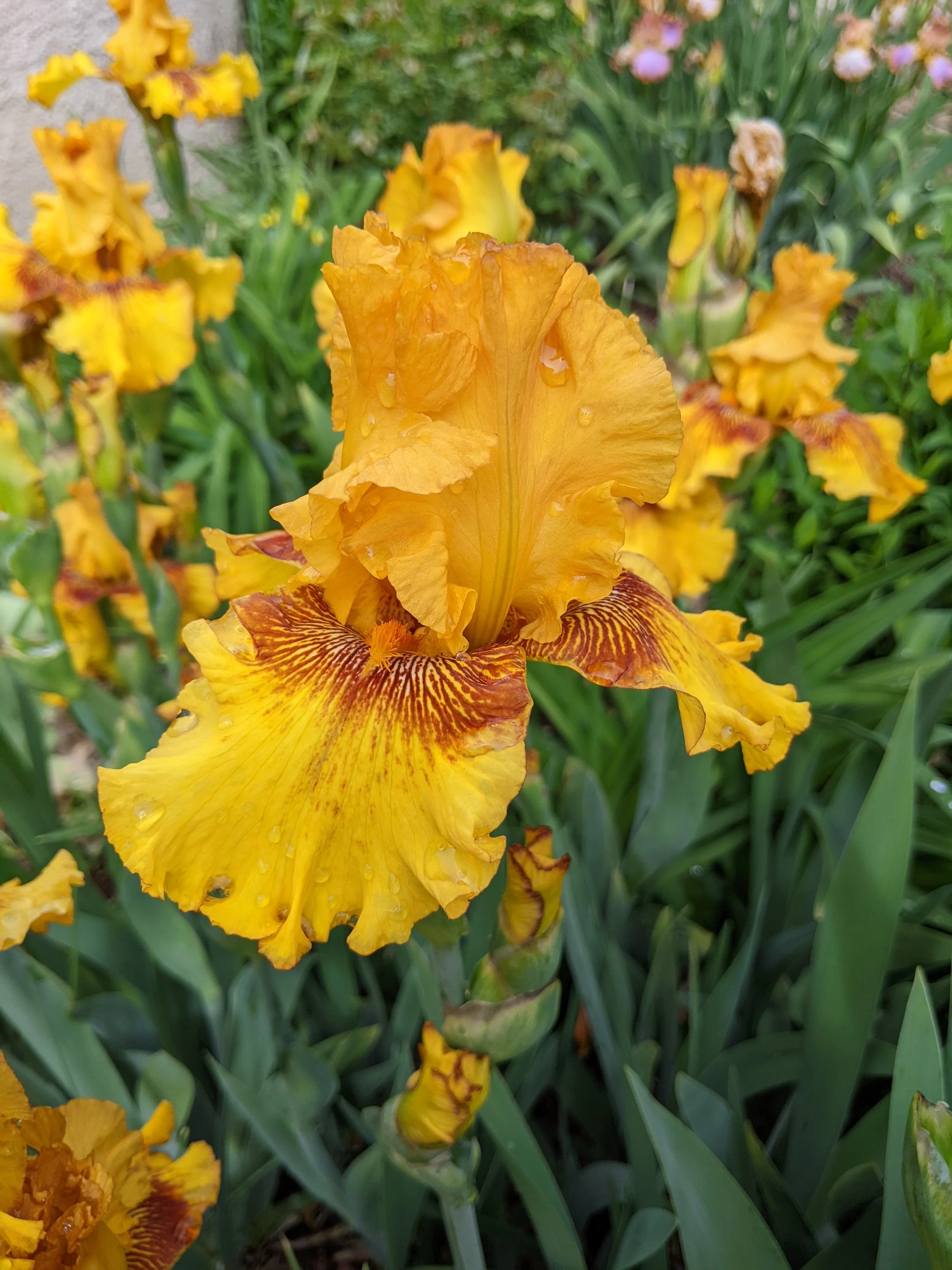 April’s Spark of Joy