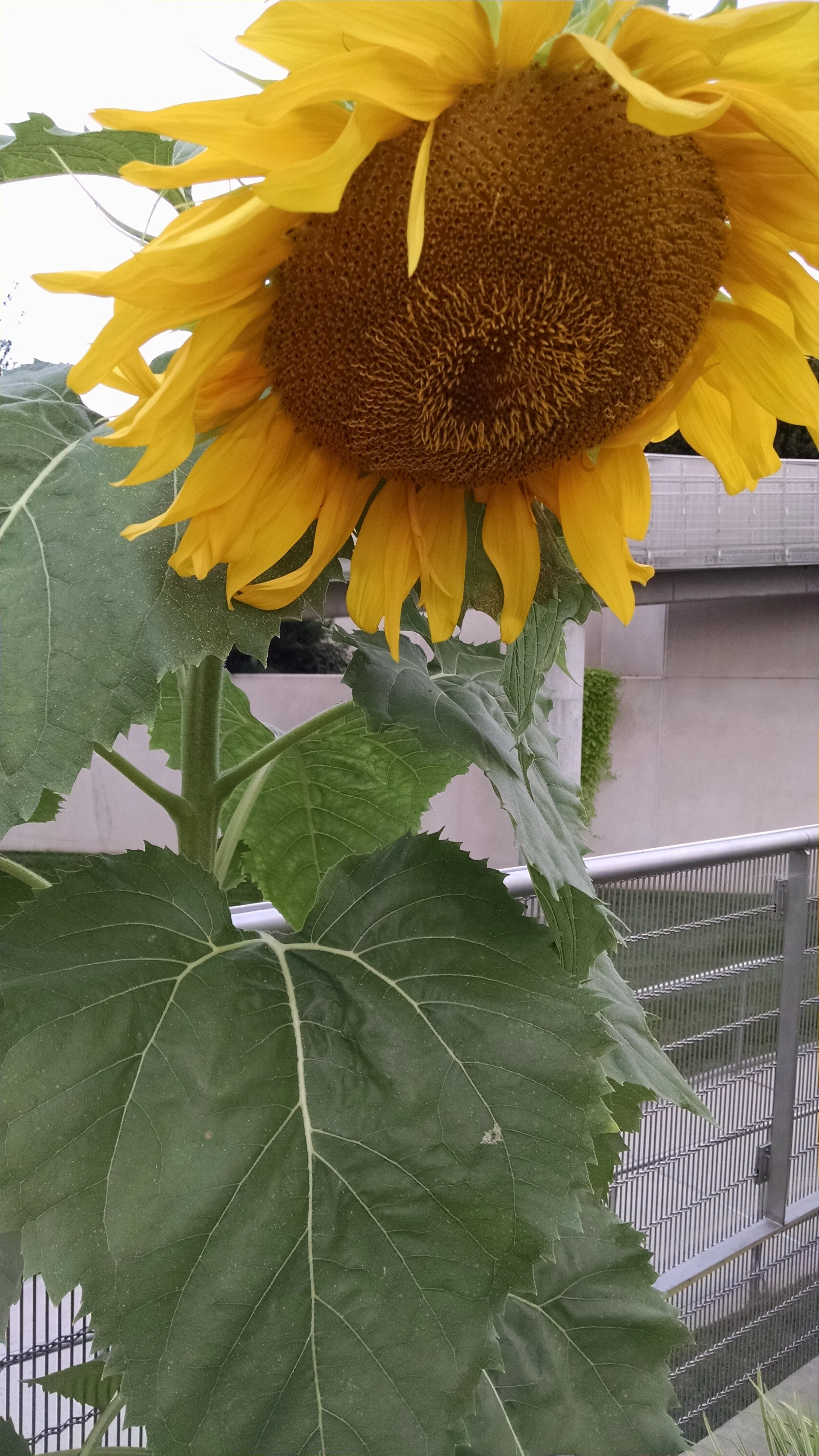 August’s Spark of Joy