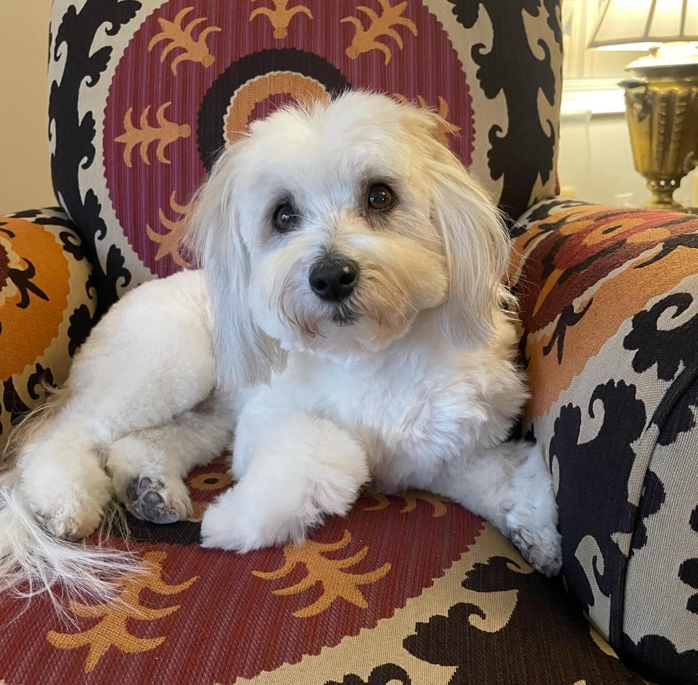 Happy #nationalpetday to our dearest  Ms. Pippa! She brings us so much joy! Nothing like a 4 legged member of the family to cuddle with! 

#pet #dog #cotondetulear #faridazaman