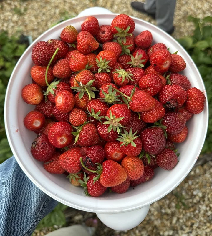 Strawberries from the garden