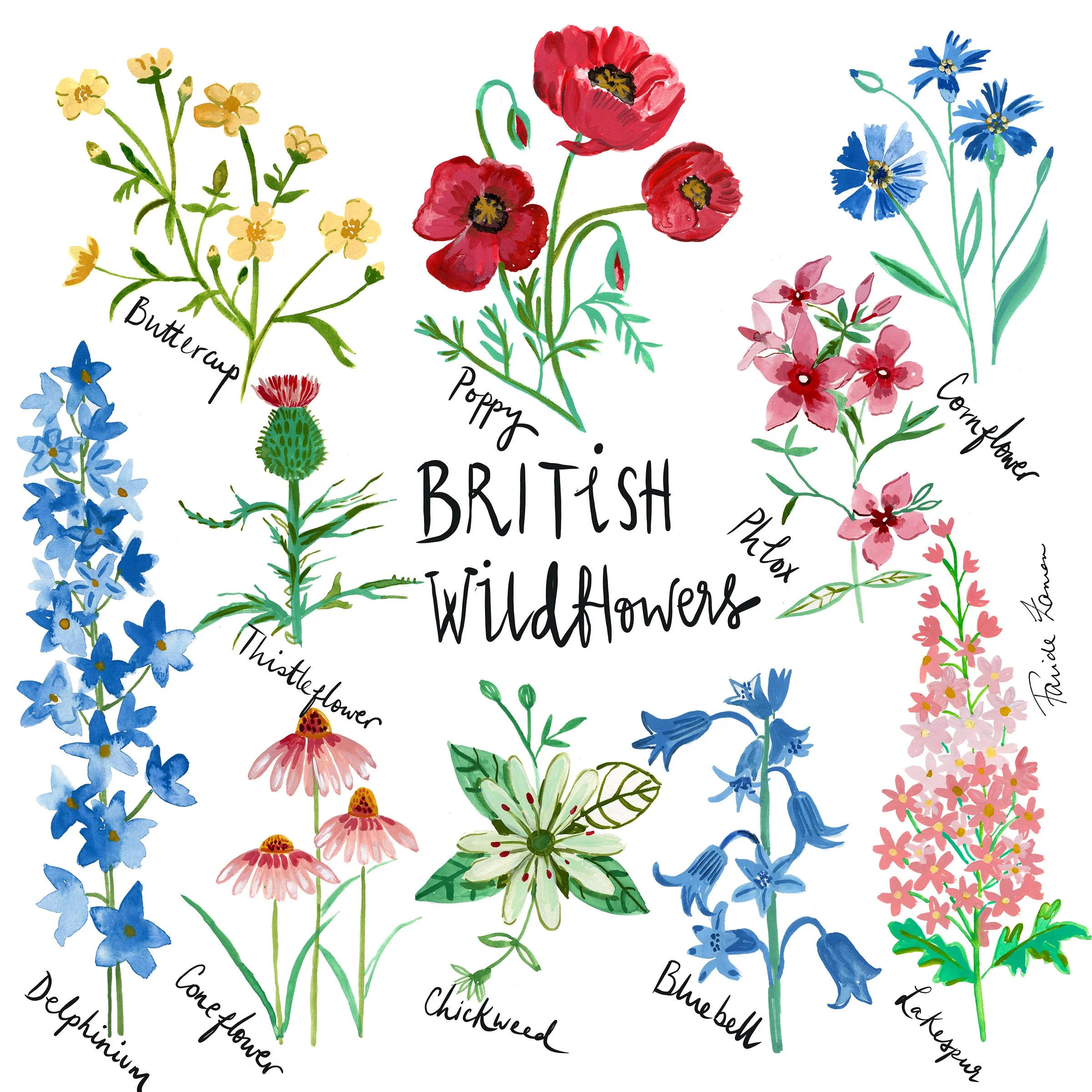 british wildflowers copy.jpg