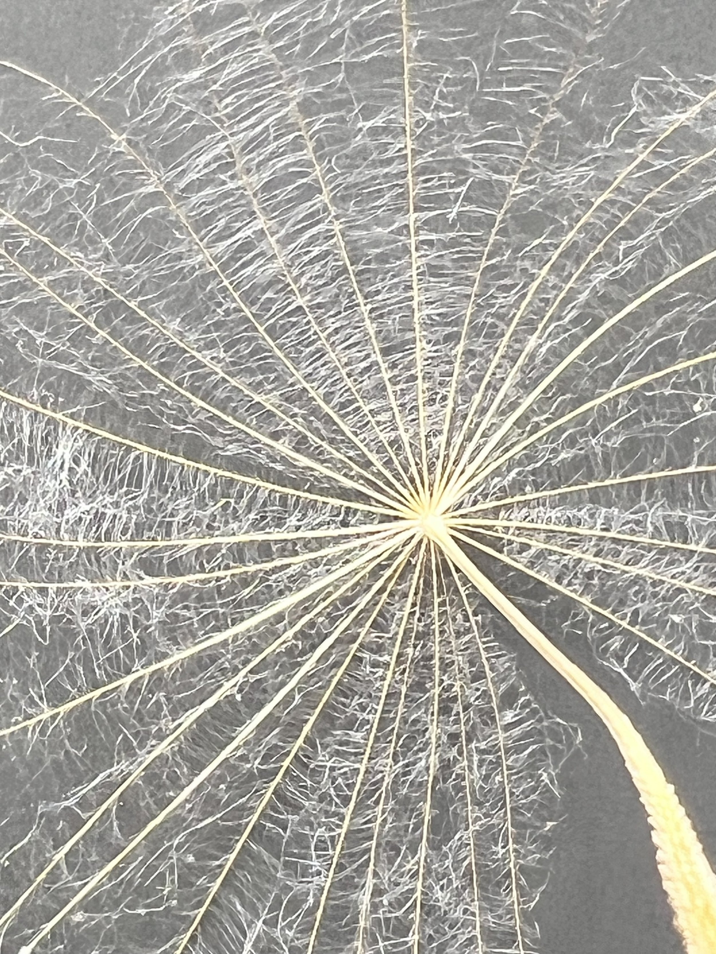 Professional Development Workshops