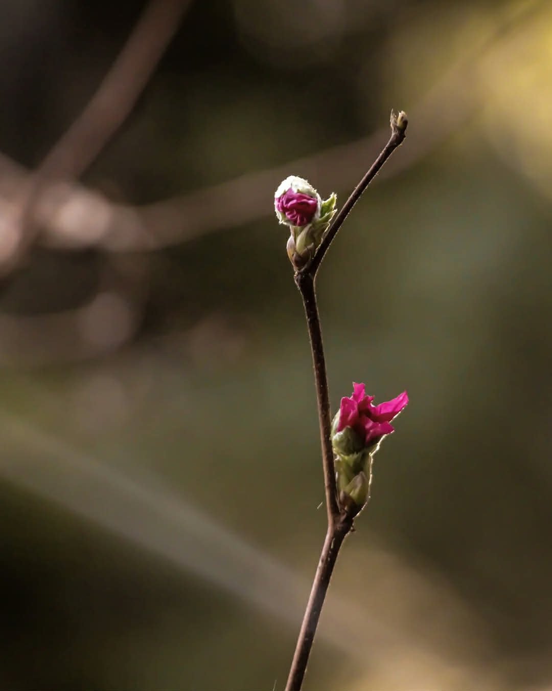 Before The Bloom: A Spring Equinox Ceremony