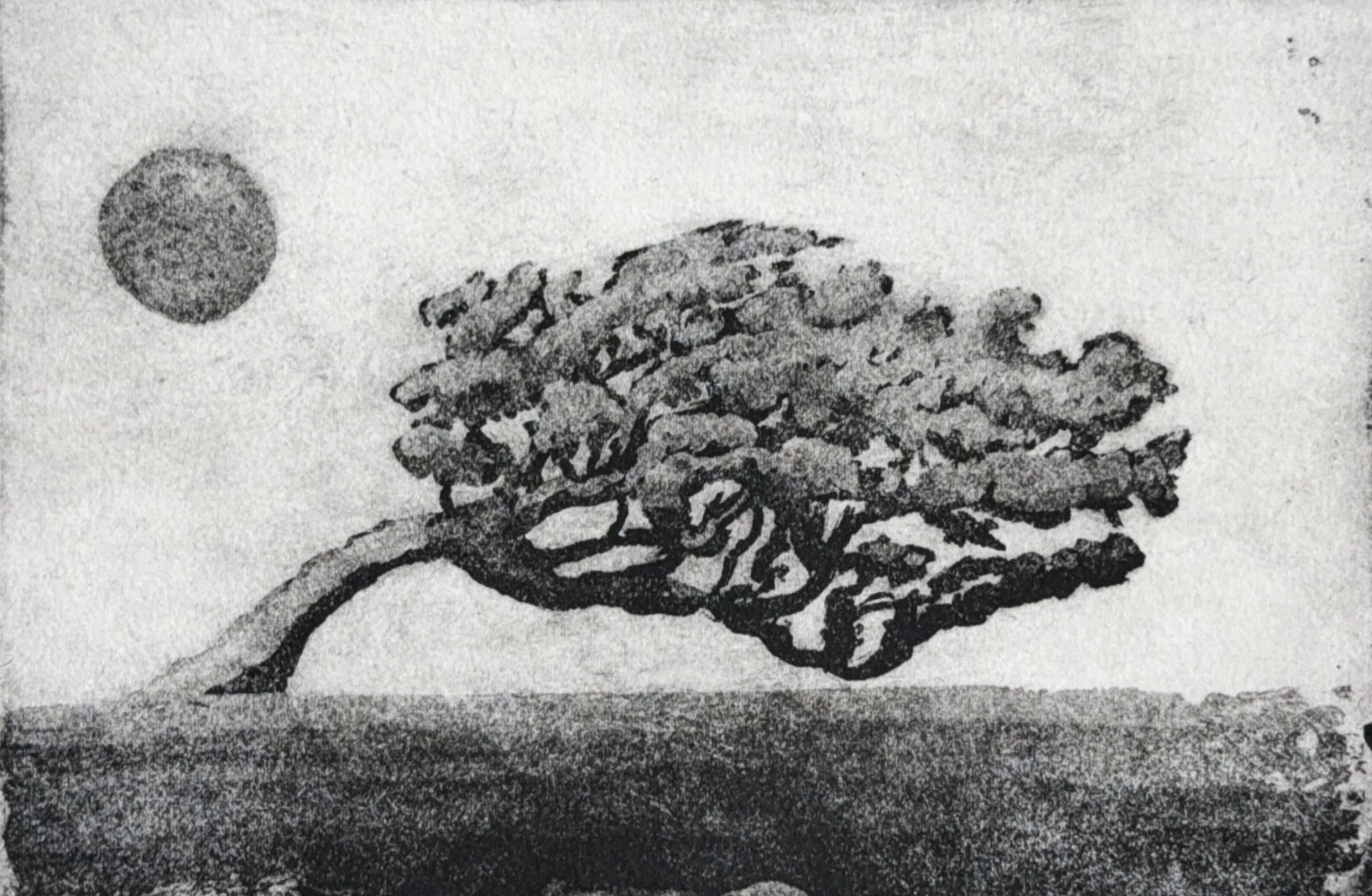 Hermann Isaac decaying tree scan.JPG
