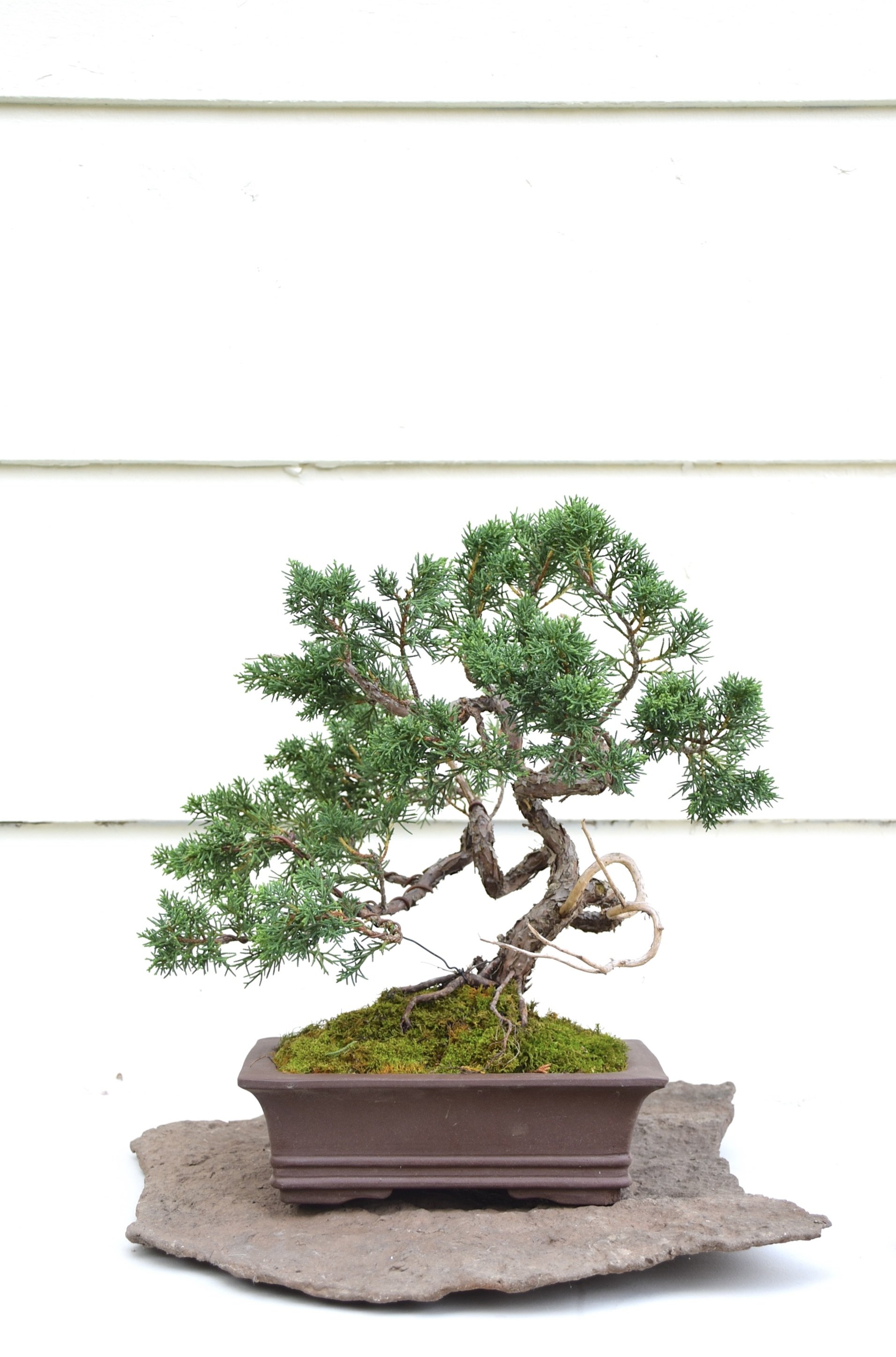 CBS 2024 Bonsai Show - Shimpaku Juniper6 2.JPG