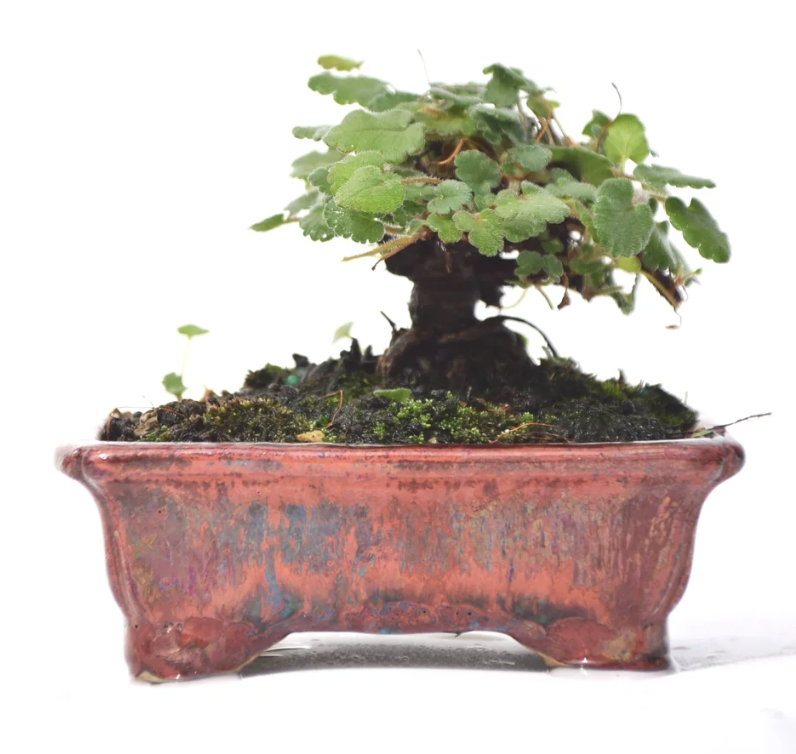 Screenshot 2026-01-24 at 8.39.03 PM.png