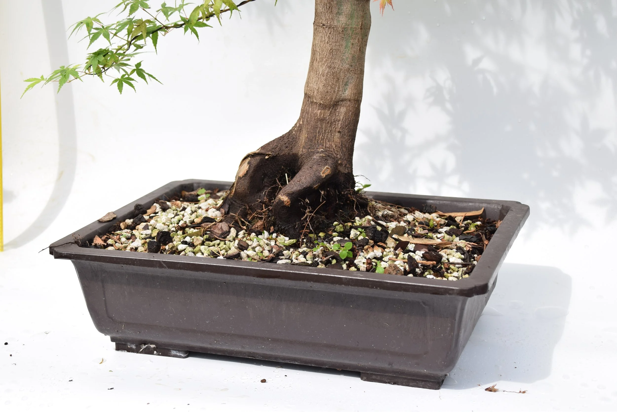 indoor bonsai types Ficus Ginseng  Sculptural Indoor Bonsai Tree  Happy Houseplants