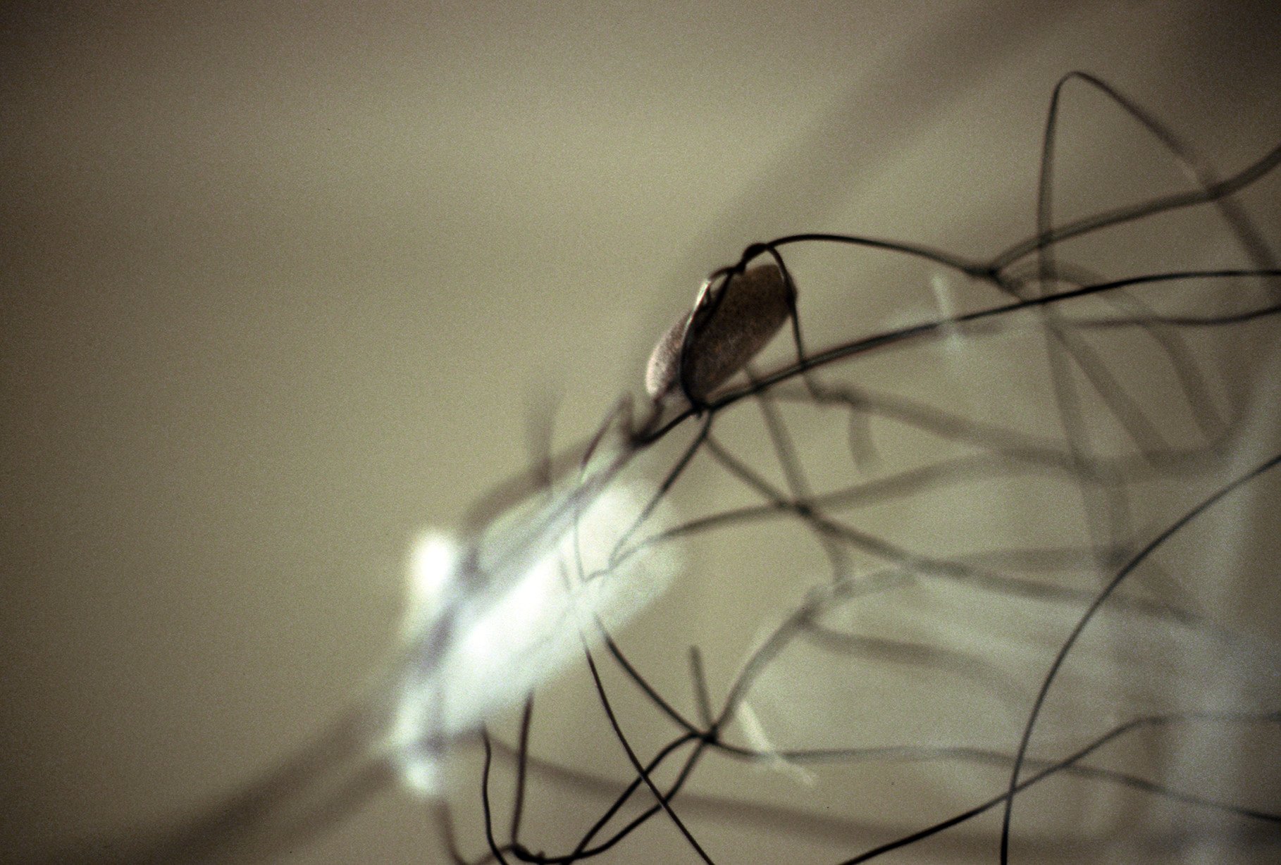 Jack & Jeff, detail