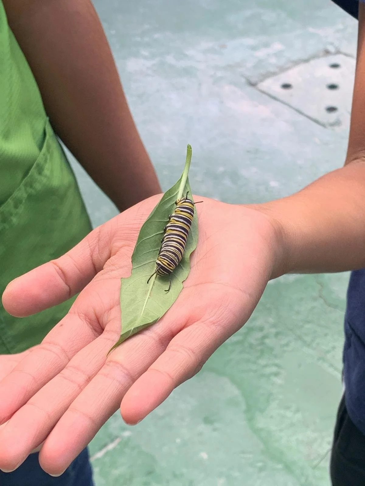 WhatsApp Image 2025-10-31 at 09.16.17.jpeg