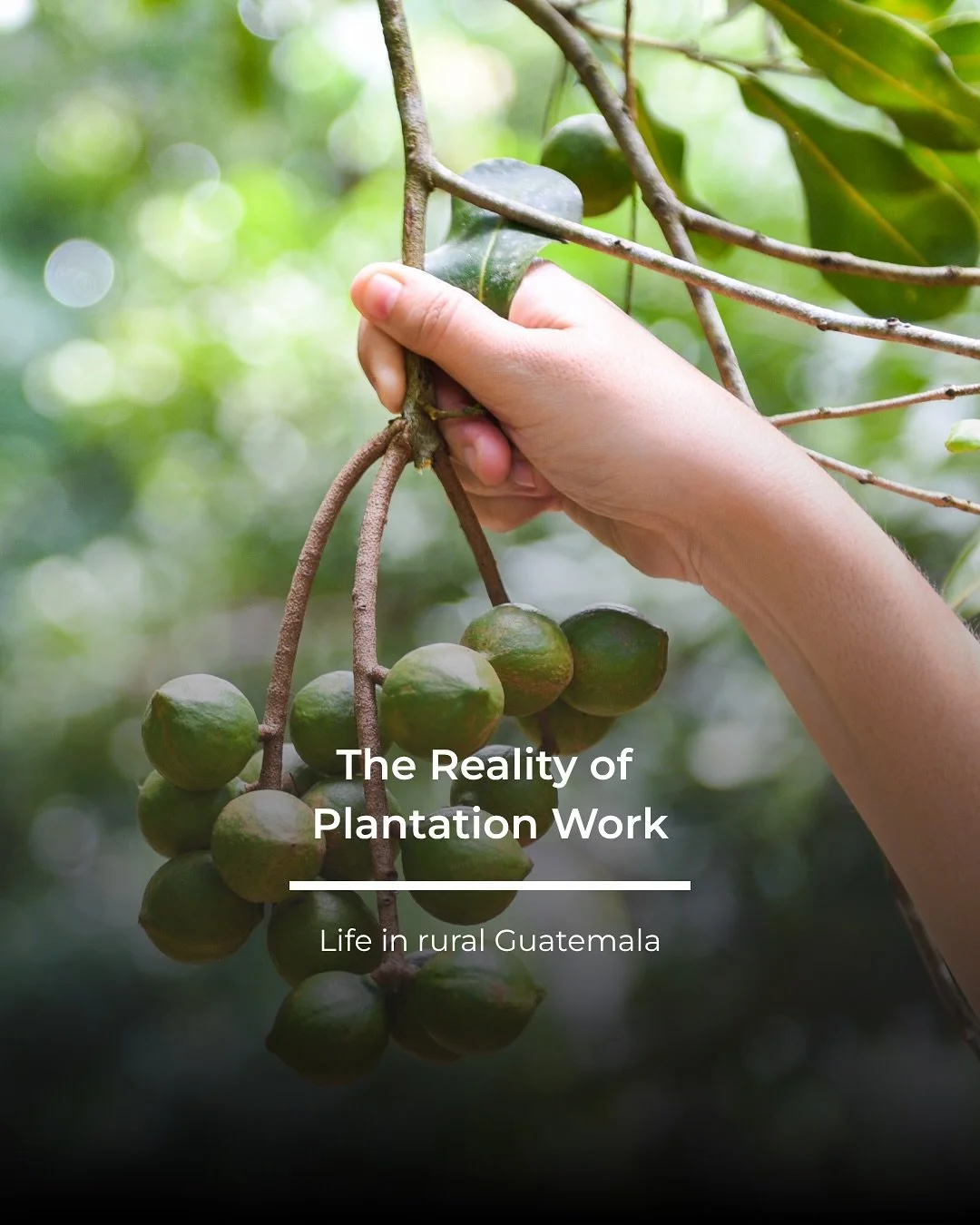 Plantation work shapes the lives of many families in rural Guatemala. Long days in the fields and very low wages make it difficult to cover even the basics, like food, clothing and healthcare. This is the reality behind much of the produce grown in t