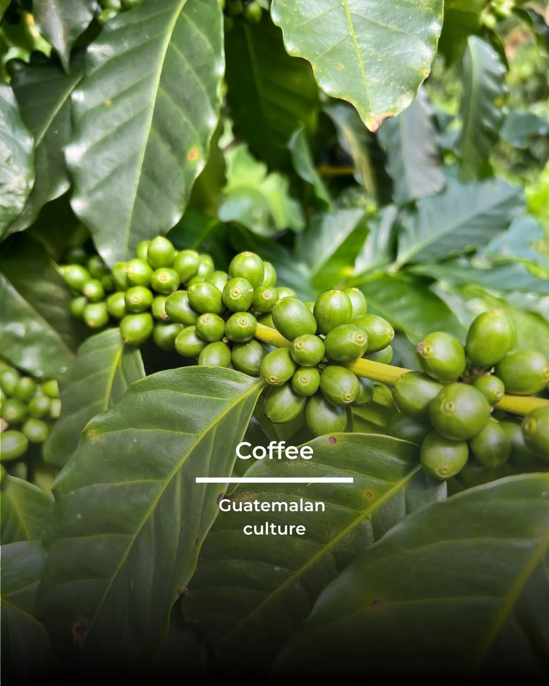 🌱Coffee in Guatemala is more than a crop &mdash; it is part of the country&rsquo;s backbone 🌱

One of the most consumed beverages globally, enjoyed daily by millions across cultures and continents.

Thanks to volcanic soils, high altitudes, and div