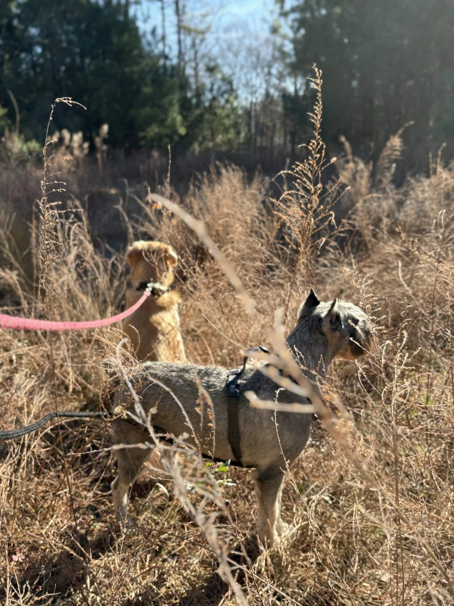 The safari with Maizy and Otto