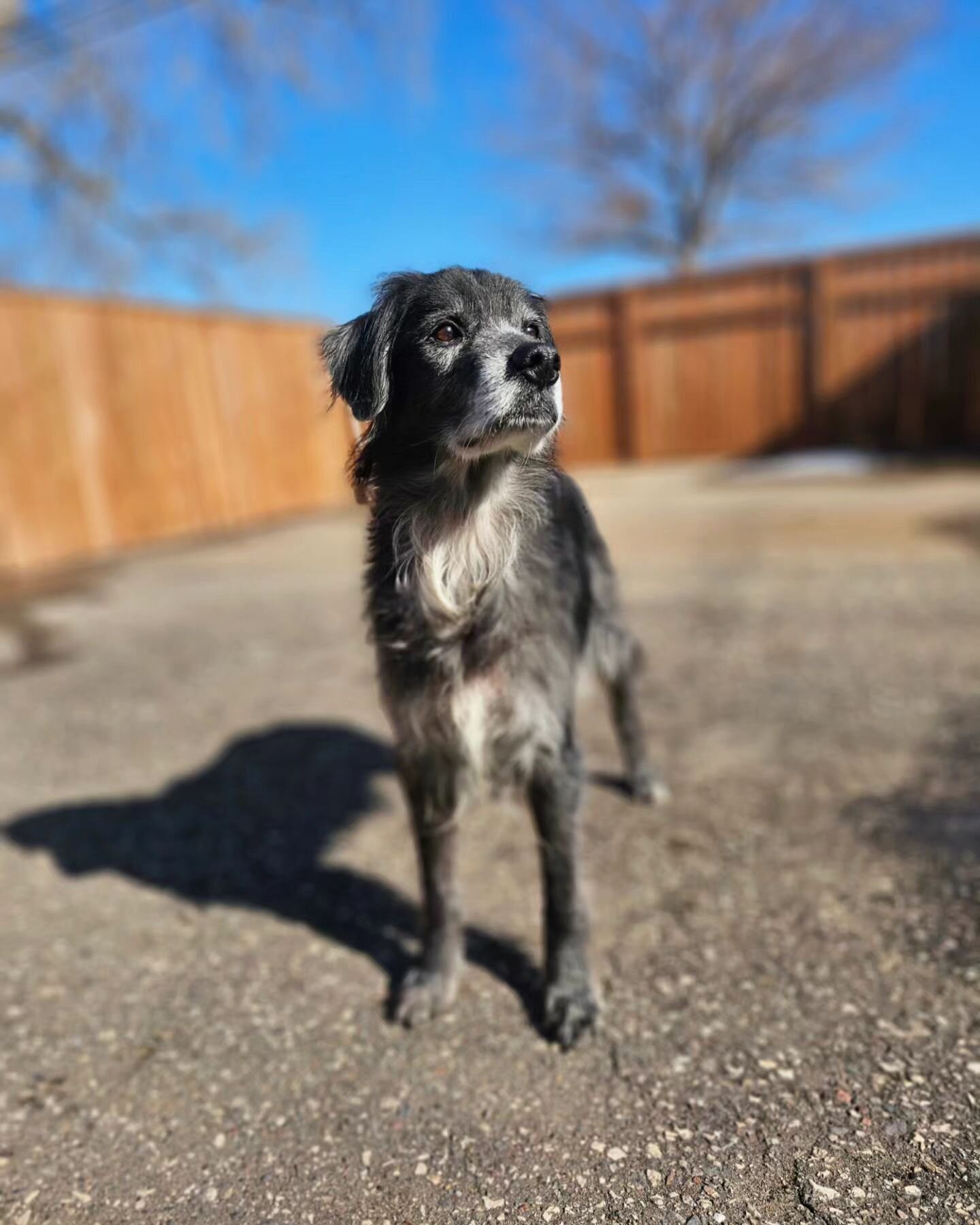 On this beautiful February day (50&deg;F! 🌞) we are celebrating Willis who is 11 years old today, Arrow who is 4 years old, and Luigi who just turned 1 year old! Happy birthday kids! ❤️ 

#dogloversfeed #dogmodel #dogsofinsta #dogsofig #rufflovedogs