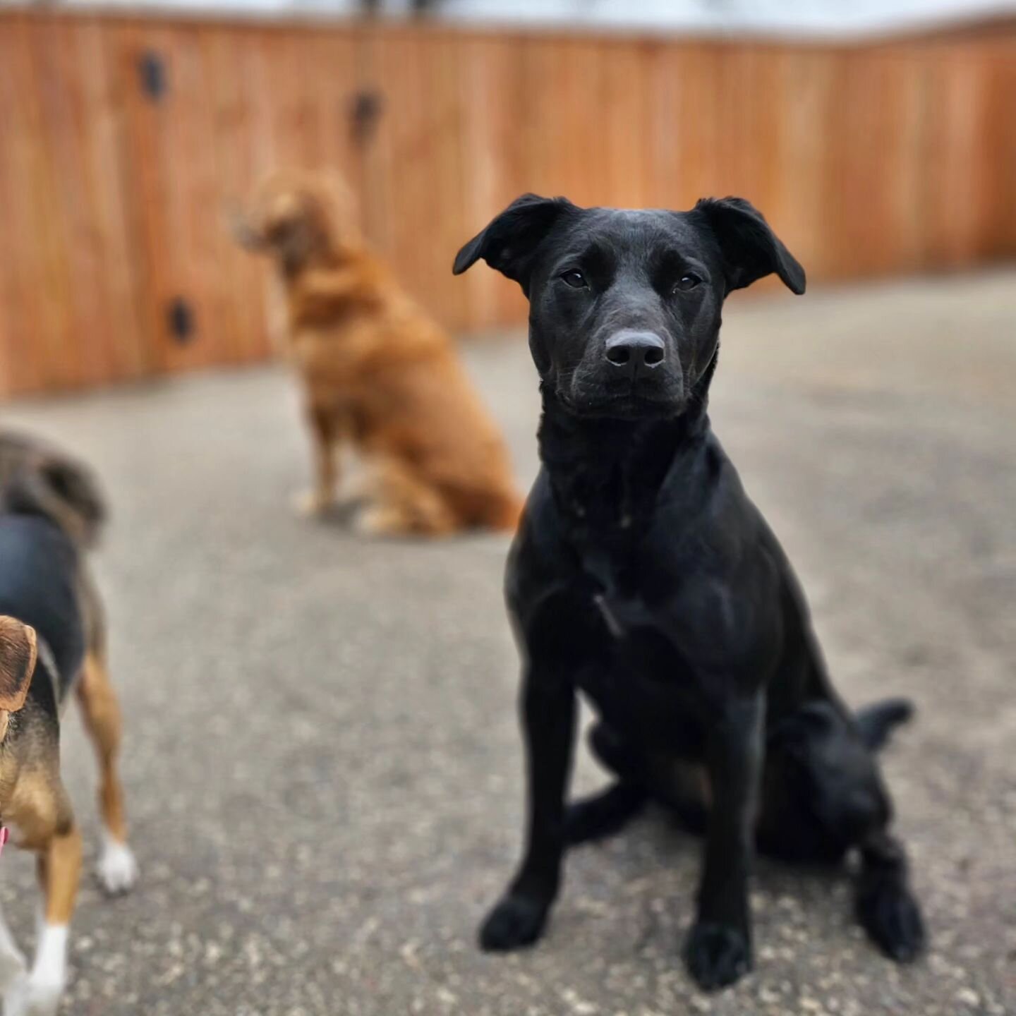 Duck got to celebrate her 2nd birthday today with some of her best furriends! ❤️❤️❤️ Happy birthday Duck!!!

Party goers: Baby Bear, Arrow, and Emmett 🎉

#dogsofig #dogsofmsp #dogbirthday #petsofig #petstagram #rufflovedogs #bestfurryfriends #dogsof