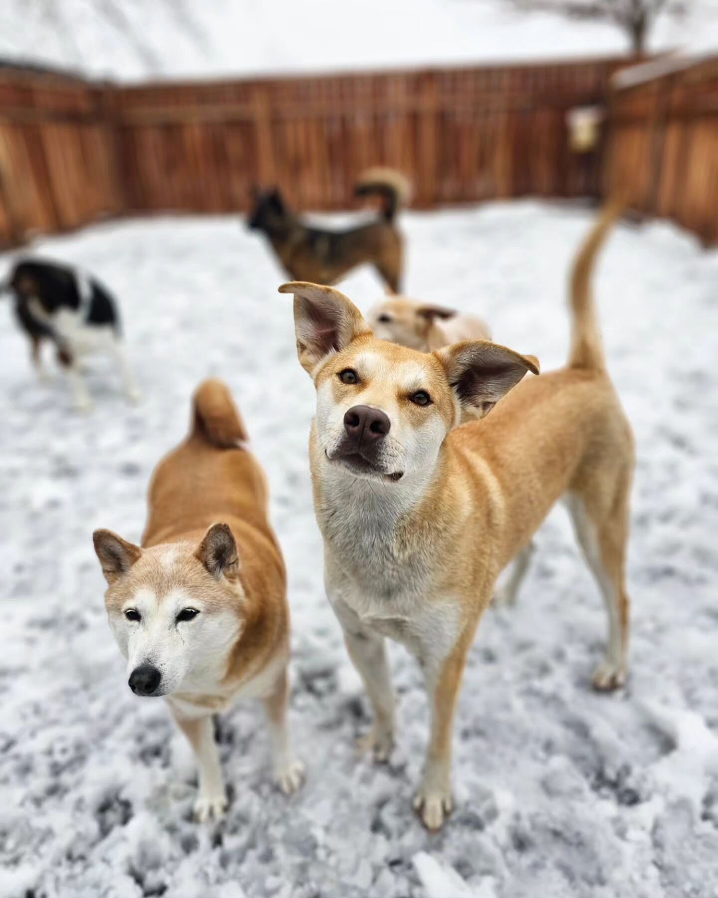 Snow much fun! 😁❄️

Penny and Ellie!

#rufflovedogs #snowday #dogsofinstagram #dogsofinsta #shibainu #shiba #happydogs #petstagram #dogstagram #petsofig #petsofinstagram #dogloversfeed #dog