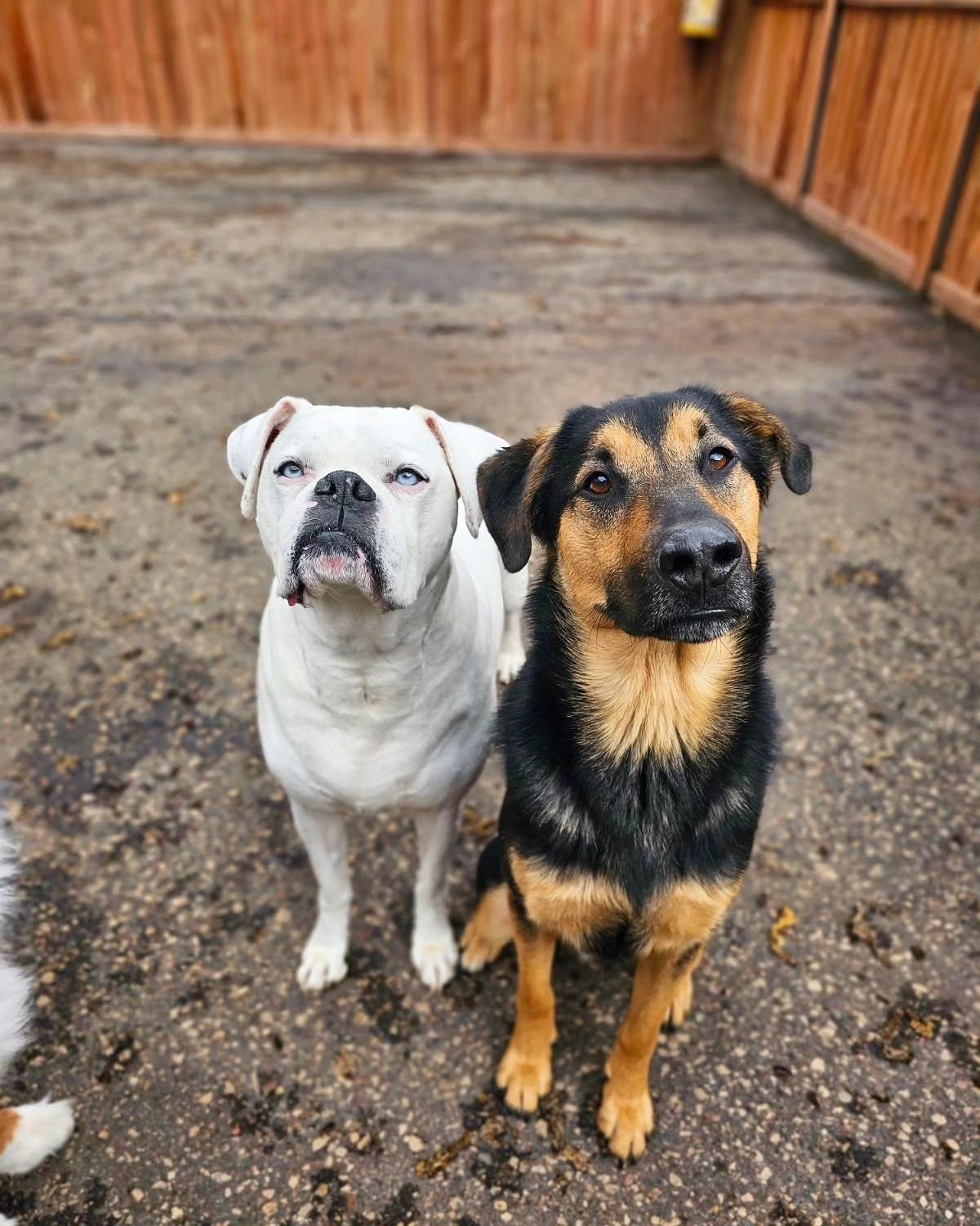 Sooo cute! Paul Newman &amp; Kane, Bigly, and Winston ❤️

#boxersofinstagram #shepherdsofinstagram #aussie #americandingo #dogsofinstagram #dogsofmsp #rufflovedogs #toocute #petstagram #dogstagram #dogloversfeed #dogloversofinstagram