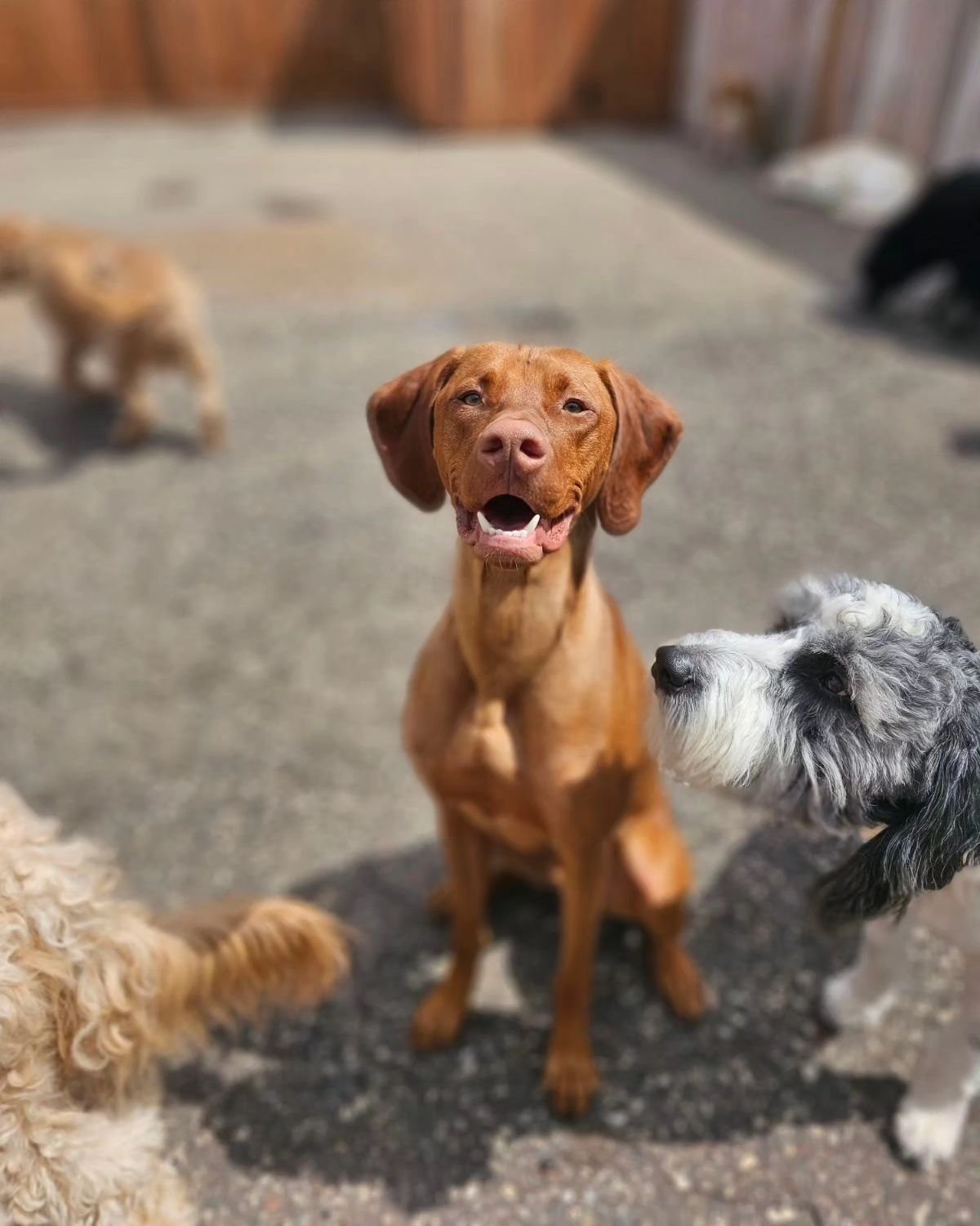 Bosco, Indy &amp; Dottie, Ciabatta, Prince, Dotty 🐾

#dogsofinstagram #dog_features #dogstagram #petstagram #petsofig #rufflovedogs #dogpictures #dogloversofinstagram #cutedogs #cutedogsofig #happydog #happydogs #springtime