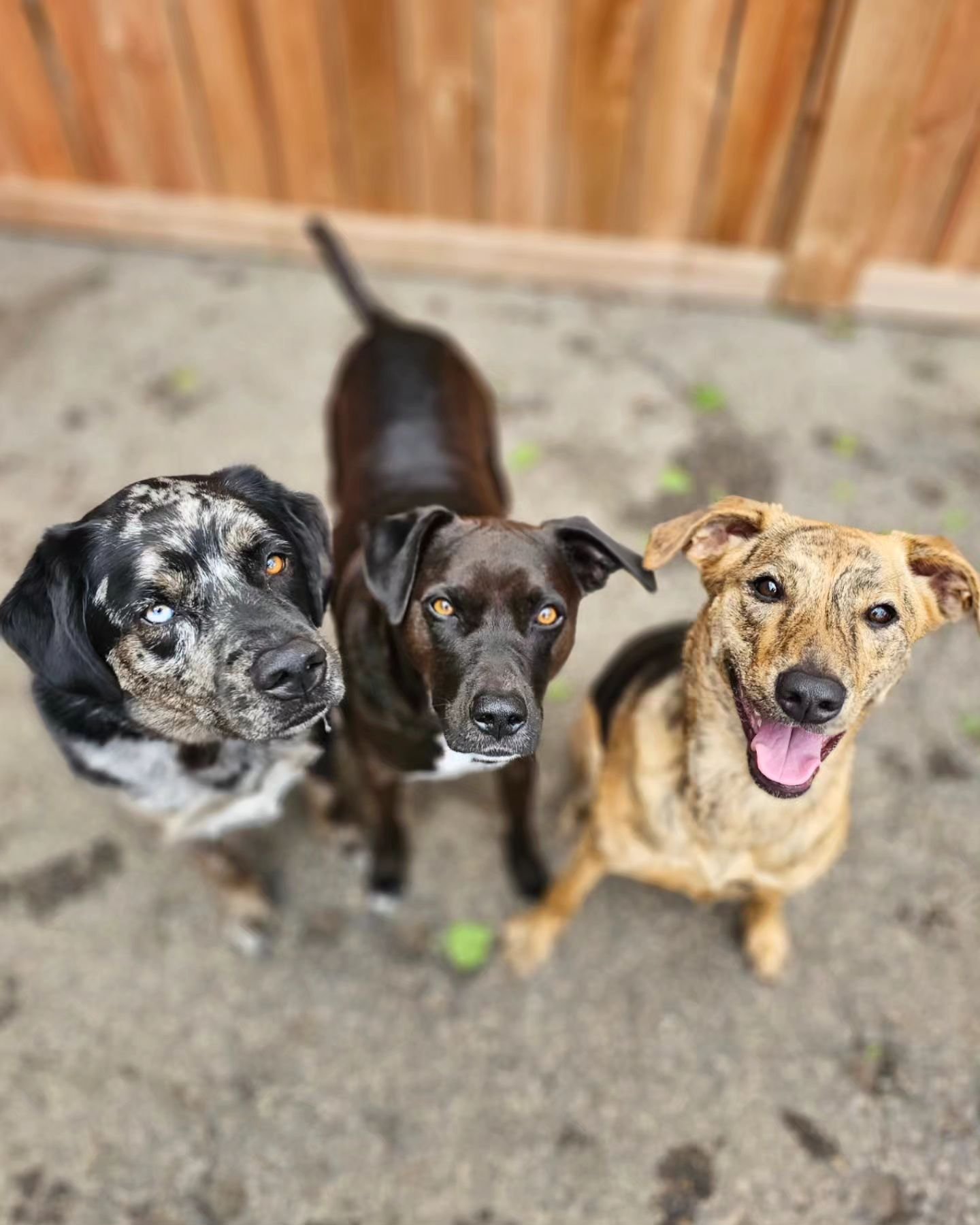 Ralph (black pup) is 6 years old! Happy birthday Ralph, we're so happy to celebrate your birthday with you!

Pictured with Wilson &amp; Rue 🐾

#dogsofig #dogsofinstagram #dogstagram #dogloversfeed #dogloversofinstagram #rufflovedogs #happydog #happi