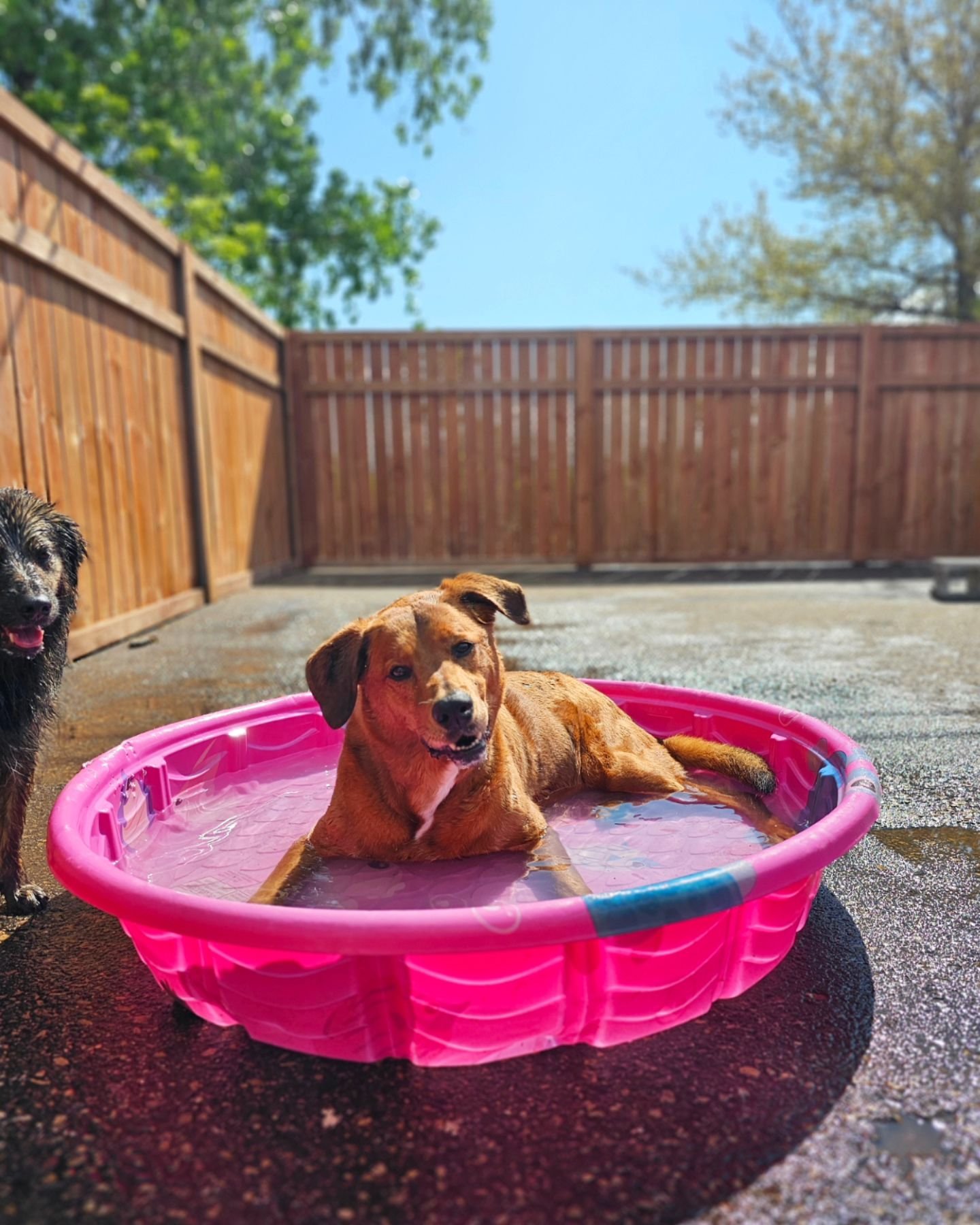 Nothing like a pool party to start off the weekend!

🐾 Charlie 🐾 Rooster 🐾 Honey 🐾

#dogsinpools #waterdog #dogstagram #petstagram #rufflovedogs #dogpictures #dogloversfeed #dogloversofinstagram #dog_features  #happydog #wetdog #petsofig #petsofi