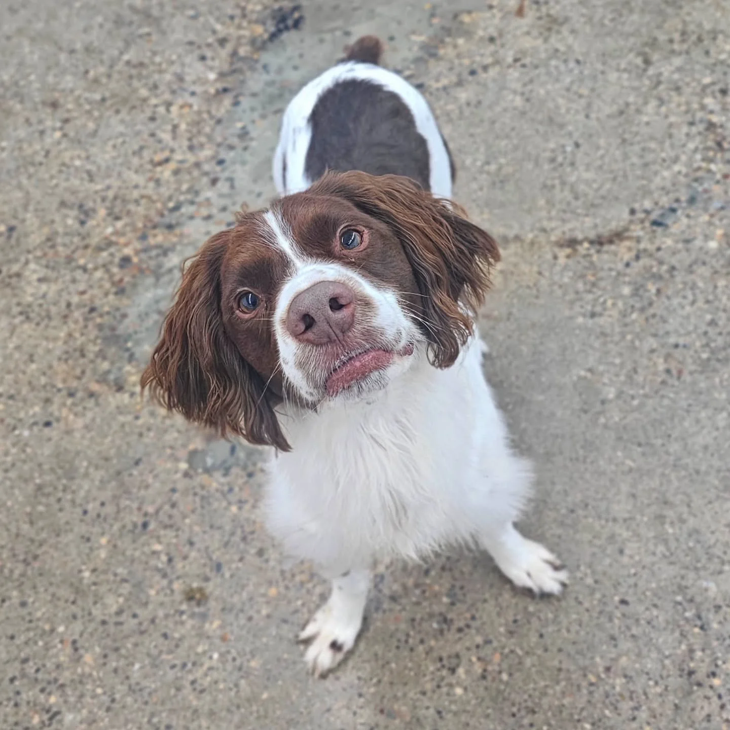 Charlie is such a cutie!! 😍
#dogloversfeed #cutedogsofig #dogsofinstagram #dogsofinsta #brittanyspaniel #spaniellove #dog #petsofinstagram #petstagram ##dogstagram