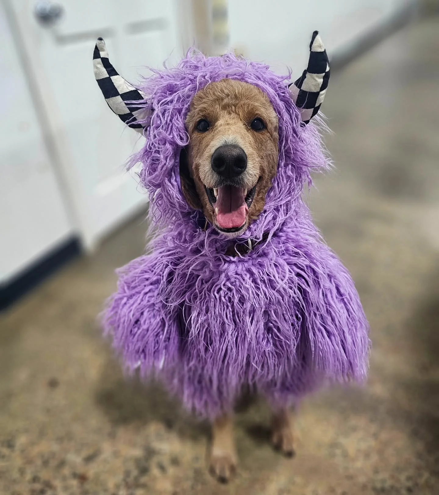 Happy Howl-O-Ween from Prince the purple monster!
🎃👾👻

#dogcostume #howloween #halloweencostume #halloween2025 #rufflovedogs #dogsofig #petsofinstagram #dogstagram #dresseduppup #dogsofmsp #doodlesofinstagram #doodlegram #doodlelove #doodleoftheda