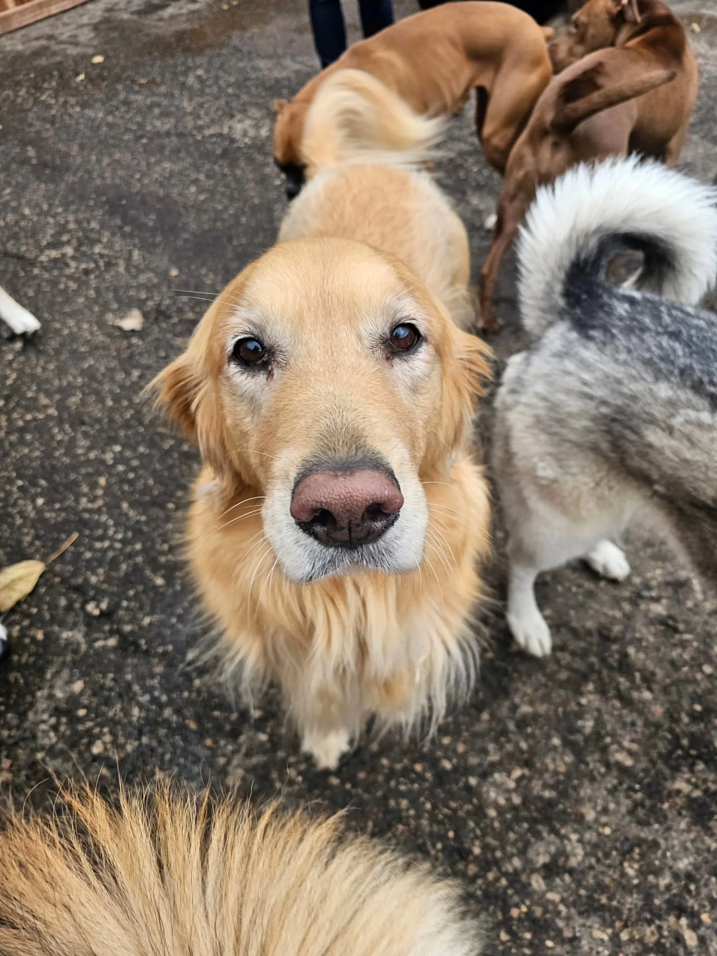 Happy Friday from Murphy, Rolo, Barley, and Sadie!

Have a great weekend furrriends!

#dogsofig #goldenretriever #shepherdsofinstagram #goldenretrieversofinstagram #boxersofinstagram #boxers #dogloversfeed #rufflovedogs #pets #dogs #dogstagram #petst