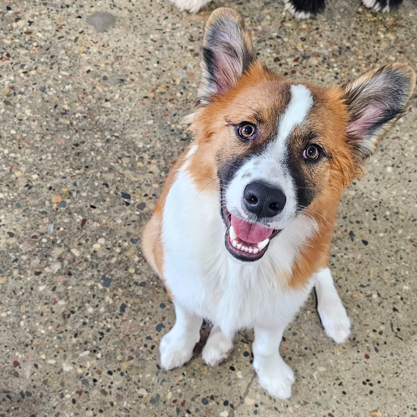 Puppy smiles from Toby! He is the cutest!!!

#dogloversfeed #puppylove #puppiesofinstagram #dogs #dogsofinstagram #dogsofinsta #puppy #dailydoseofdogs #rufflovedogs #pets #dog
