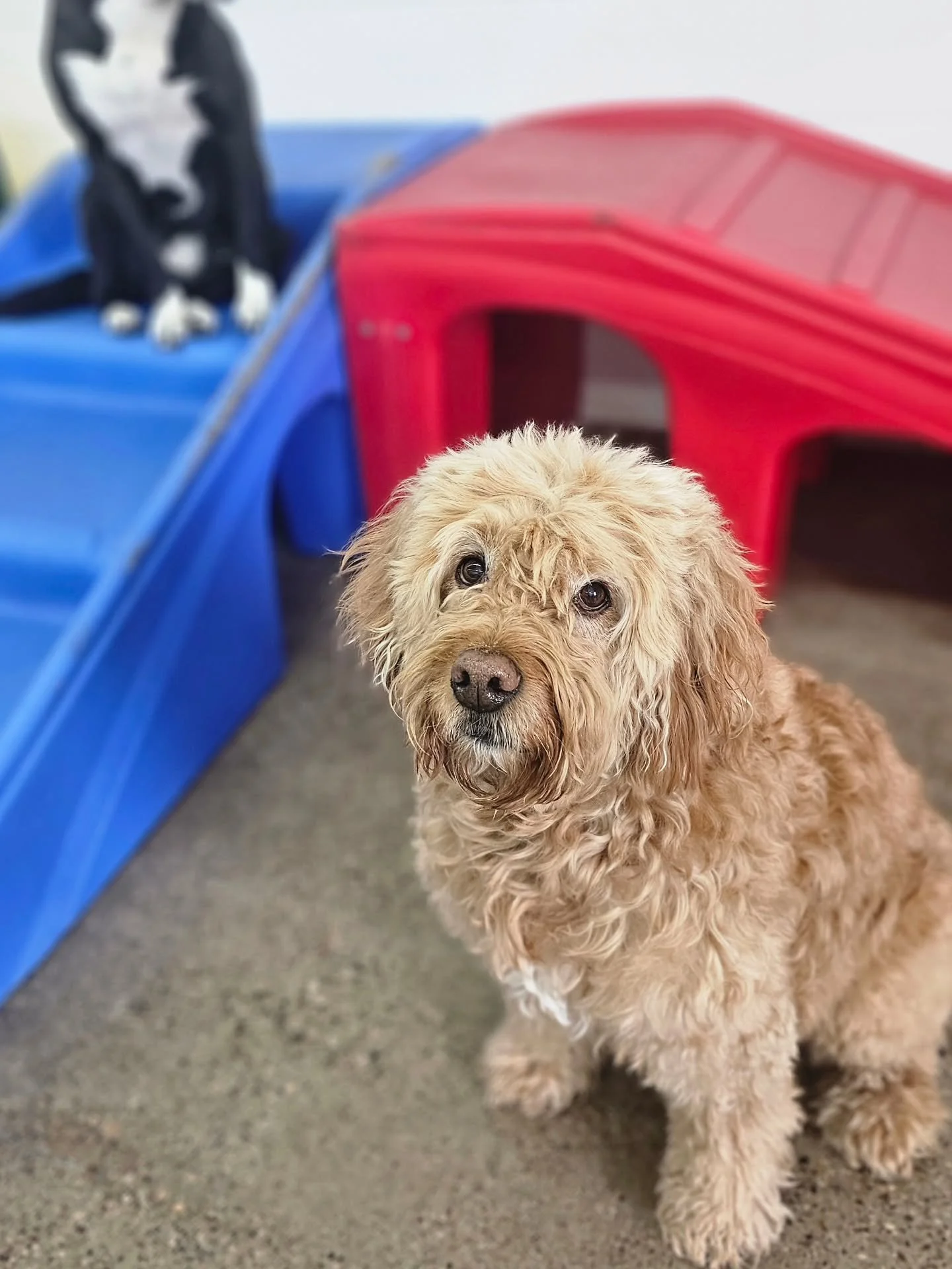 Happy Monday from Topher, Zazu, and Koda! We hope everyone had a wonderful new year celebration! We can't wait to see what 2026 has in store for us! ❤️

#rufflovedogs #dogsofig #dogsofinstagram #dogstagram #petstagram